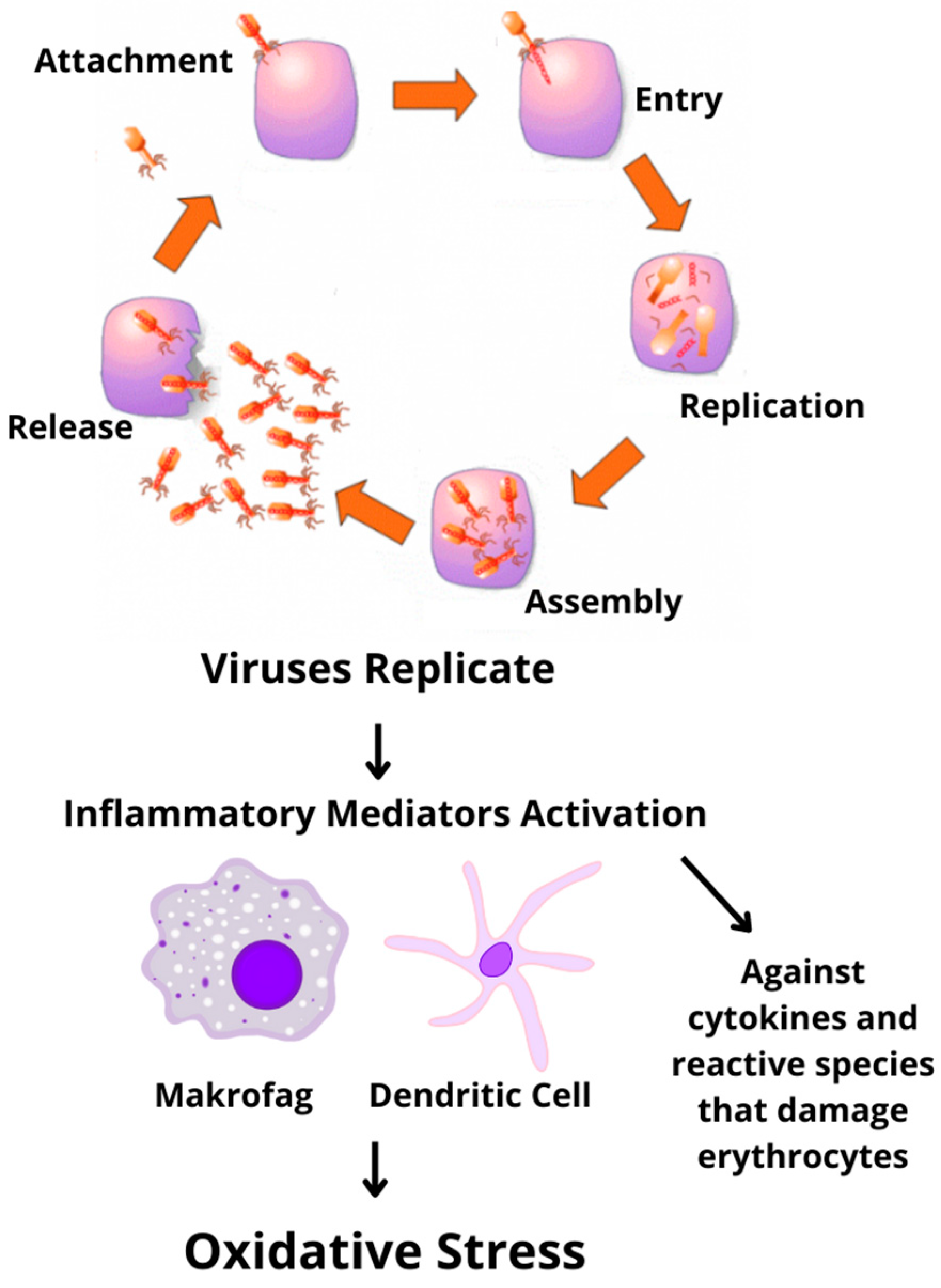 Antioxidants 11 01551 g006
