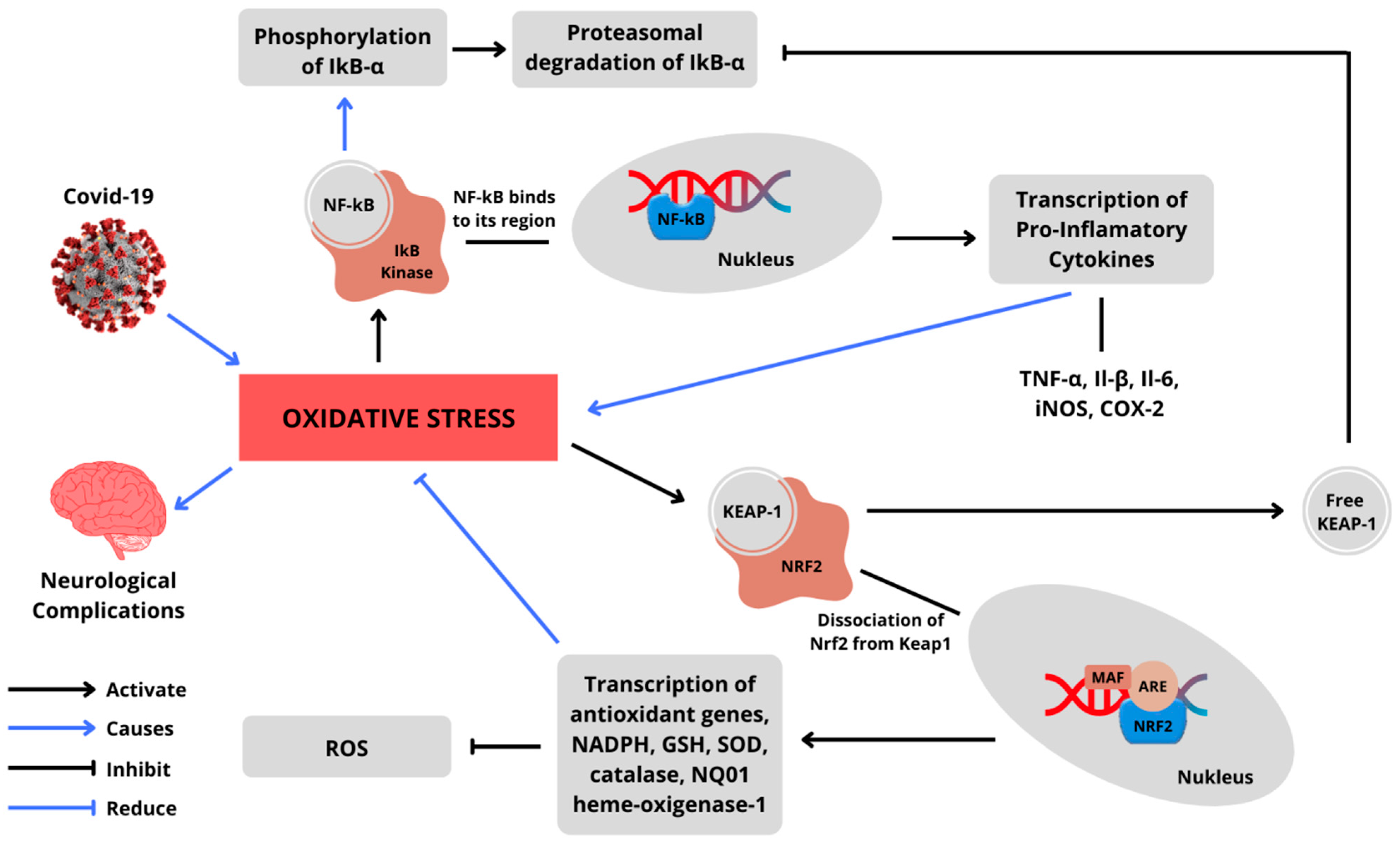Antioxidants 11 01551 g007