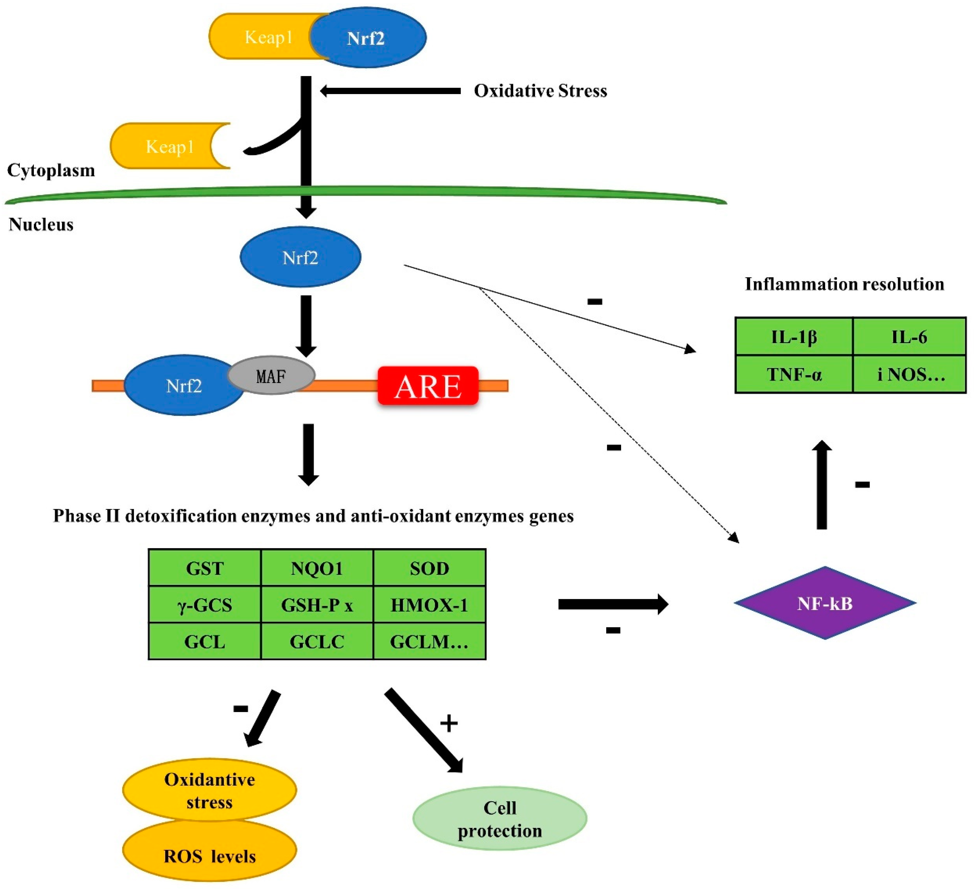 Antioxidants 11 01564 g001 Antioxidants 11 01564 g001