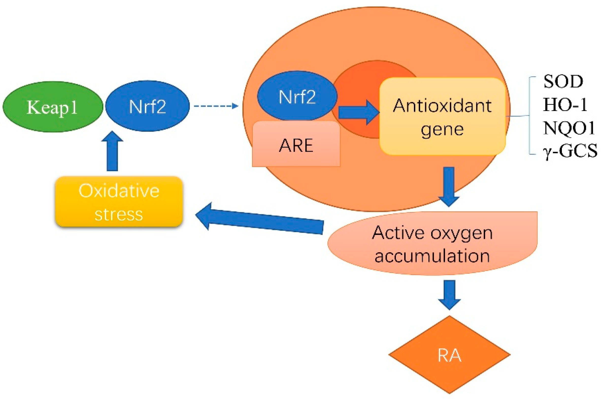 Antioxidants 11 01564 g003 Antioxidants 11 01564 g003