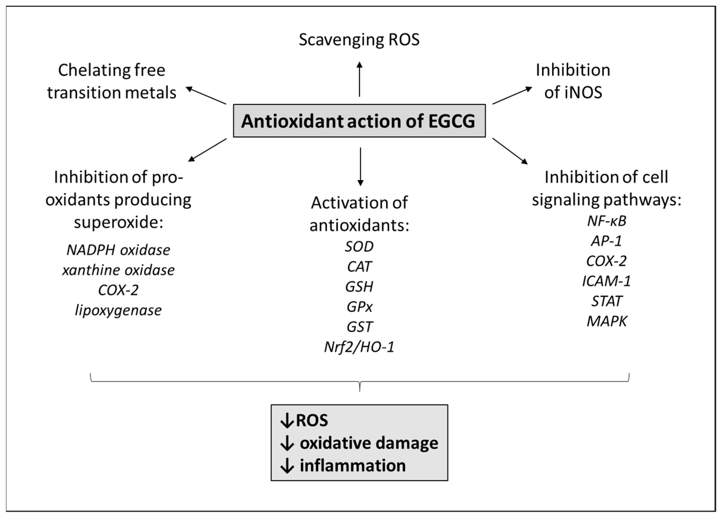 Antioxidants 11 01566 g002