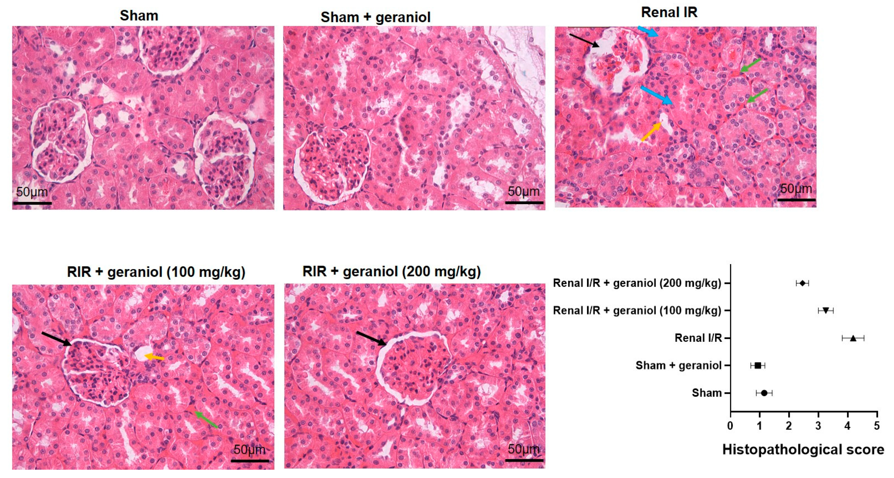 Antioxidants 11 01568 g008