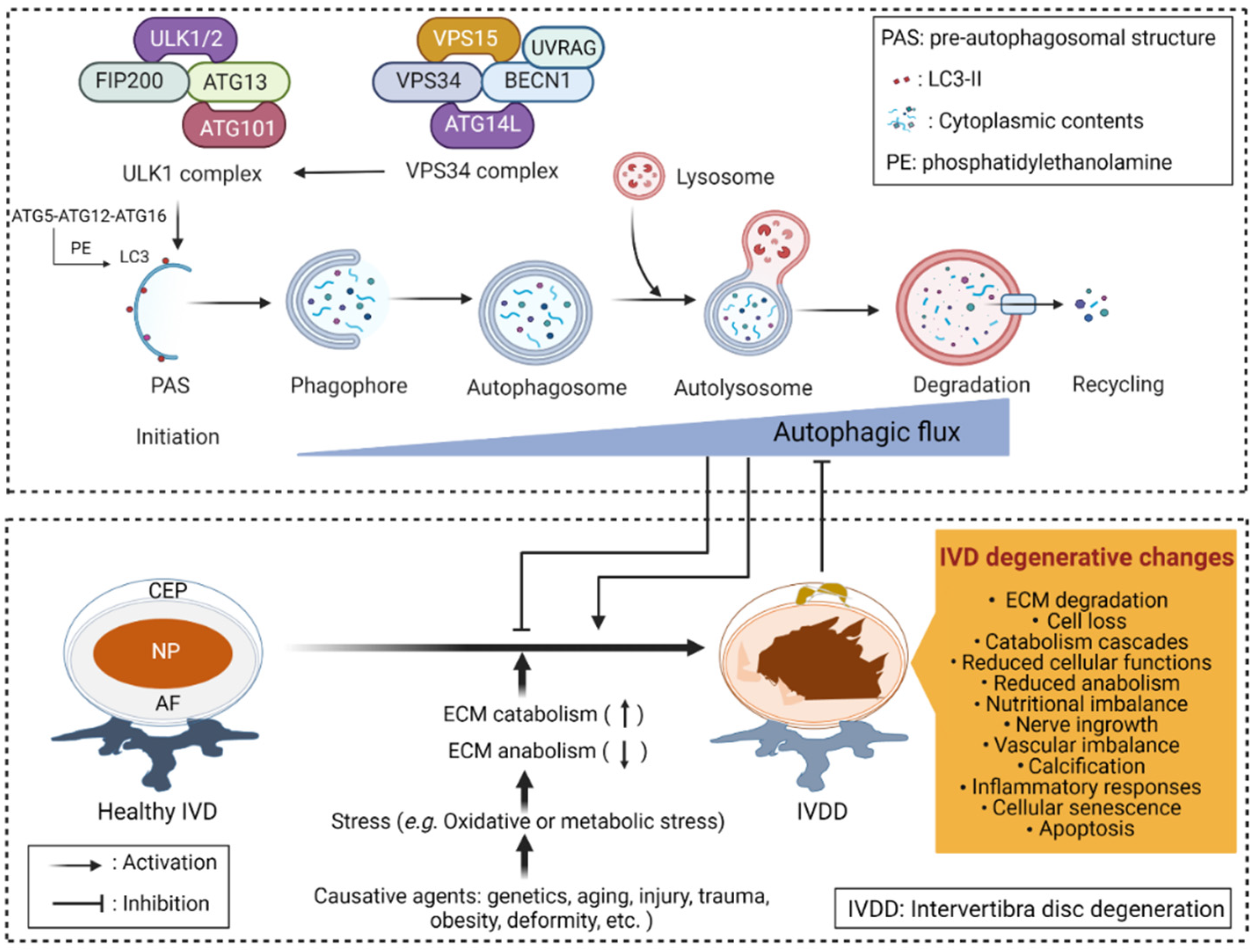 Antioxidants 11 01571 g003