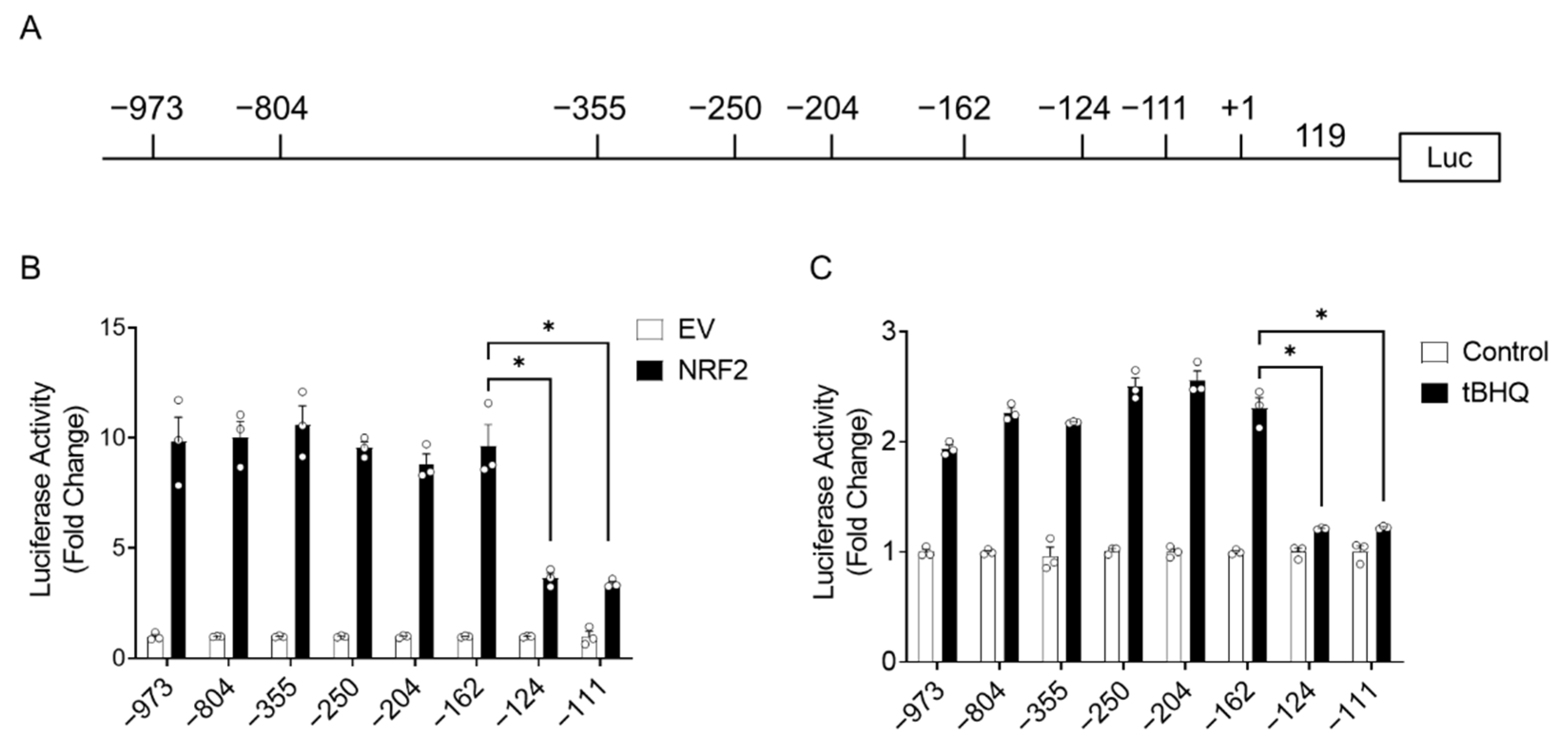 Antioxidants 11 01582 g003