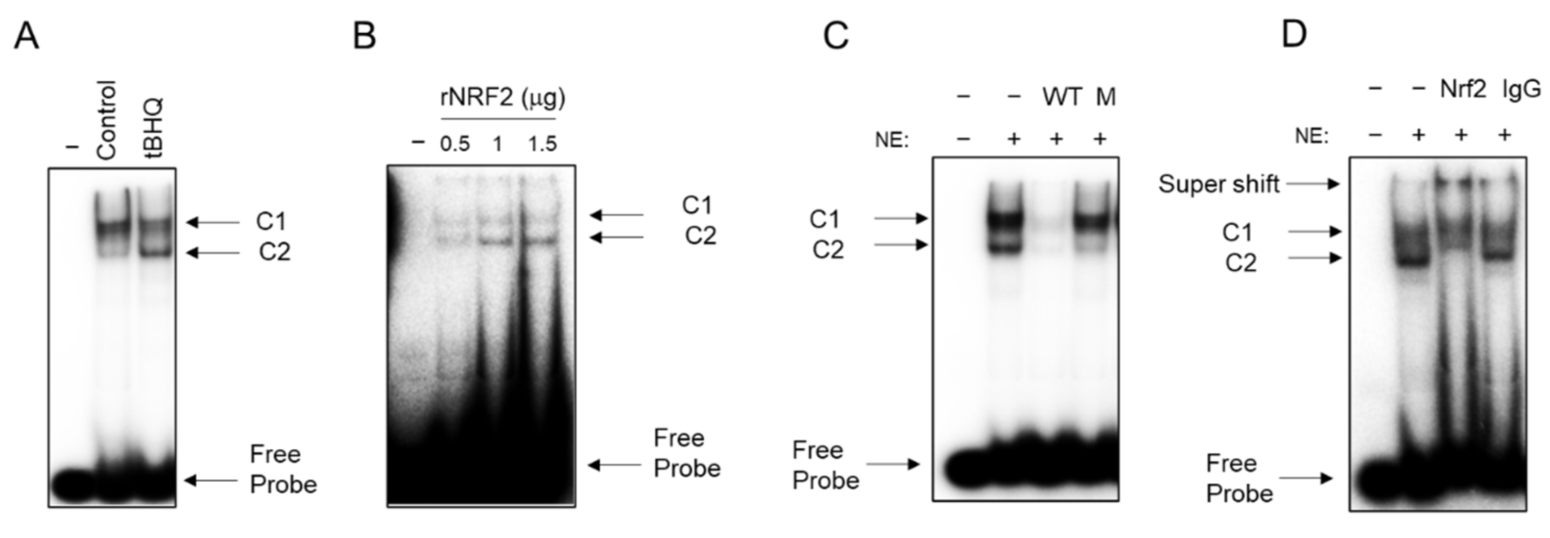 Antioxidants 11 01582 g005