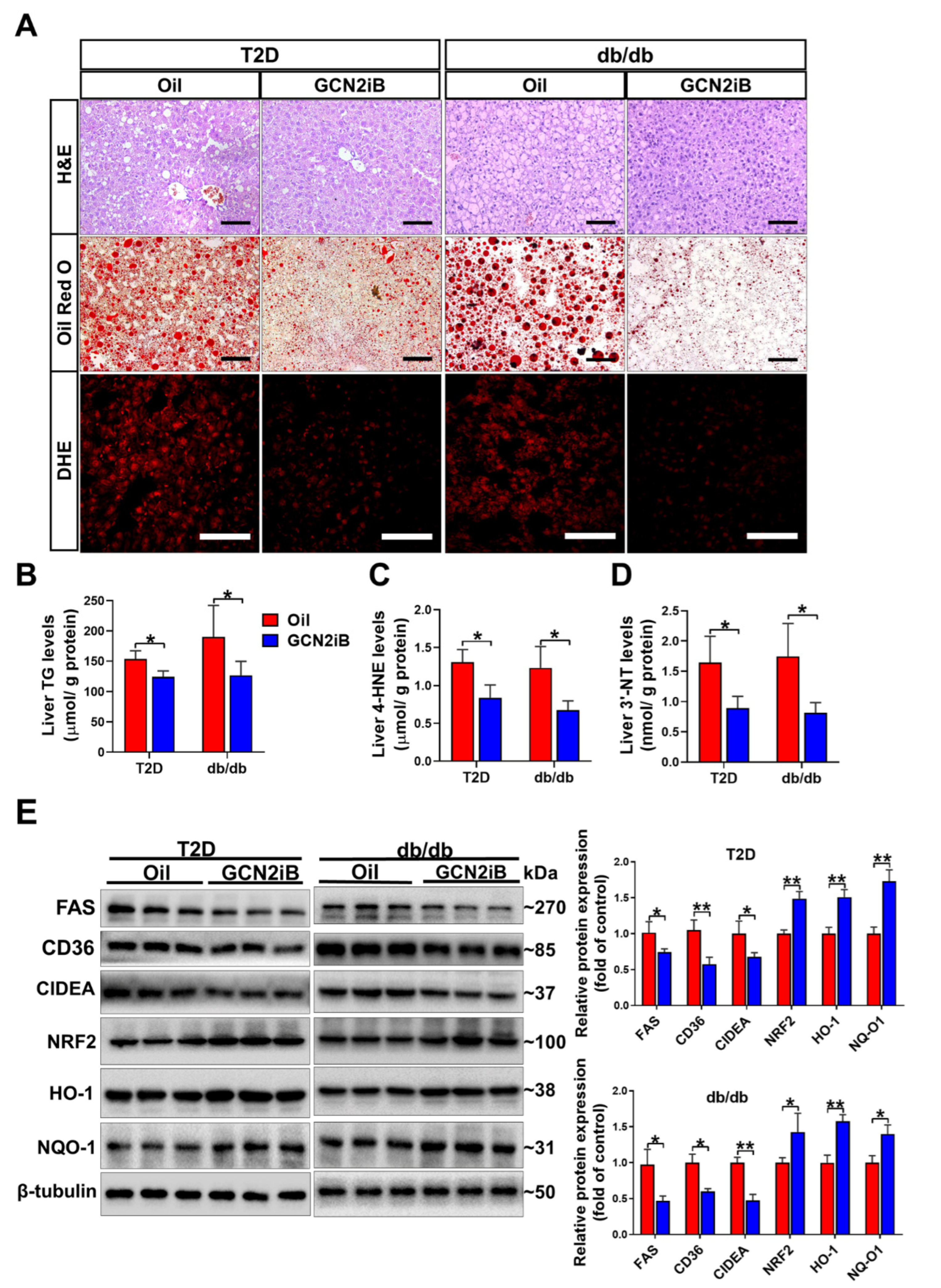 Antioxidants 11 01584 g004