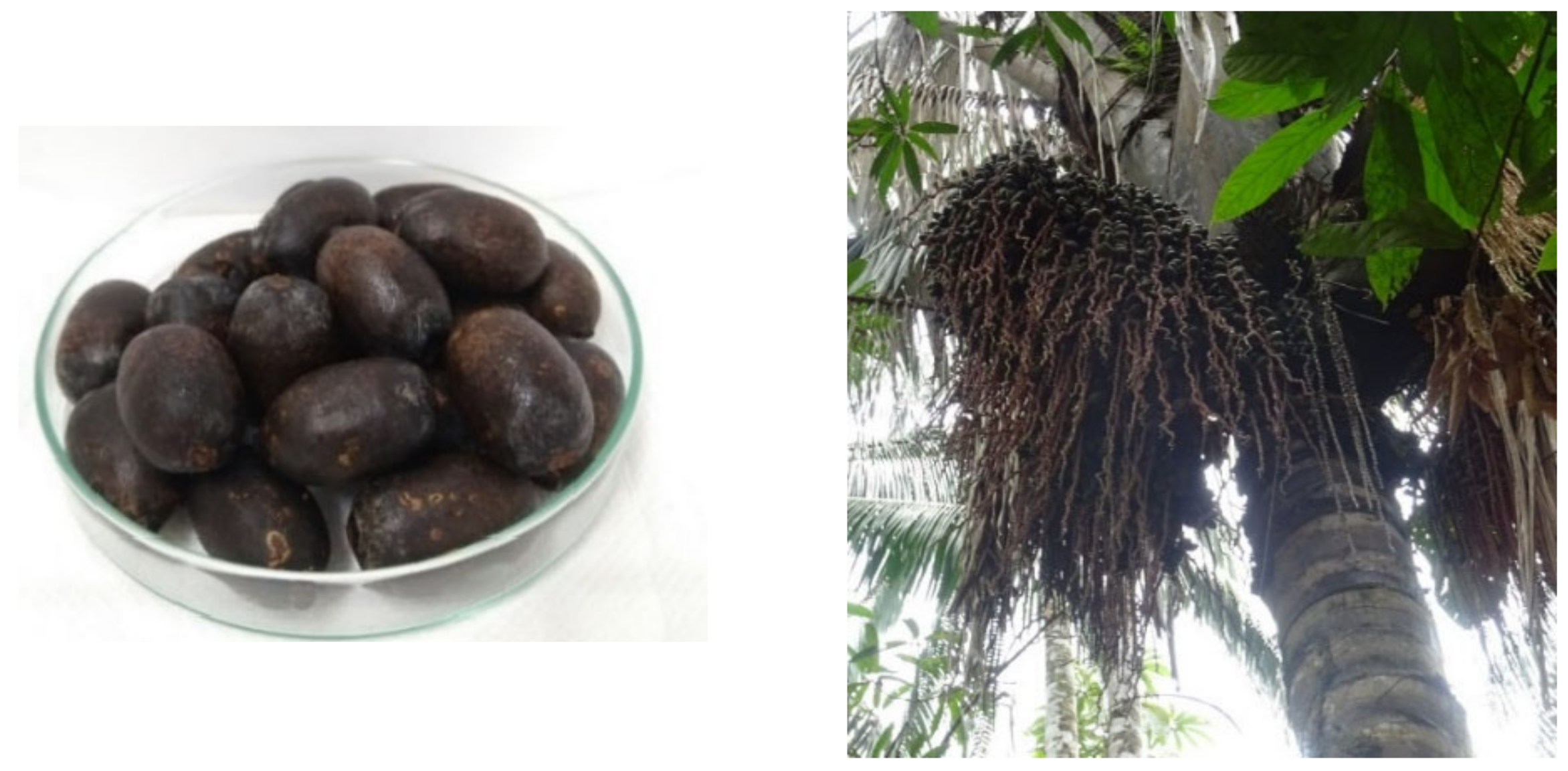 Antioxidants 11 01598 g001