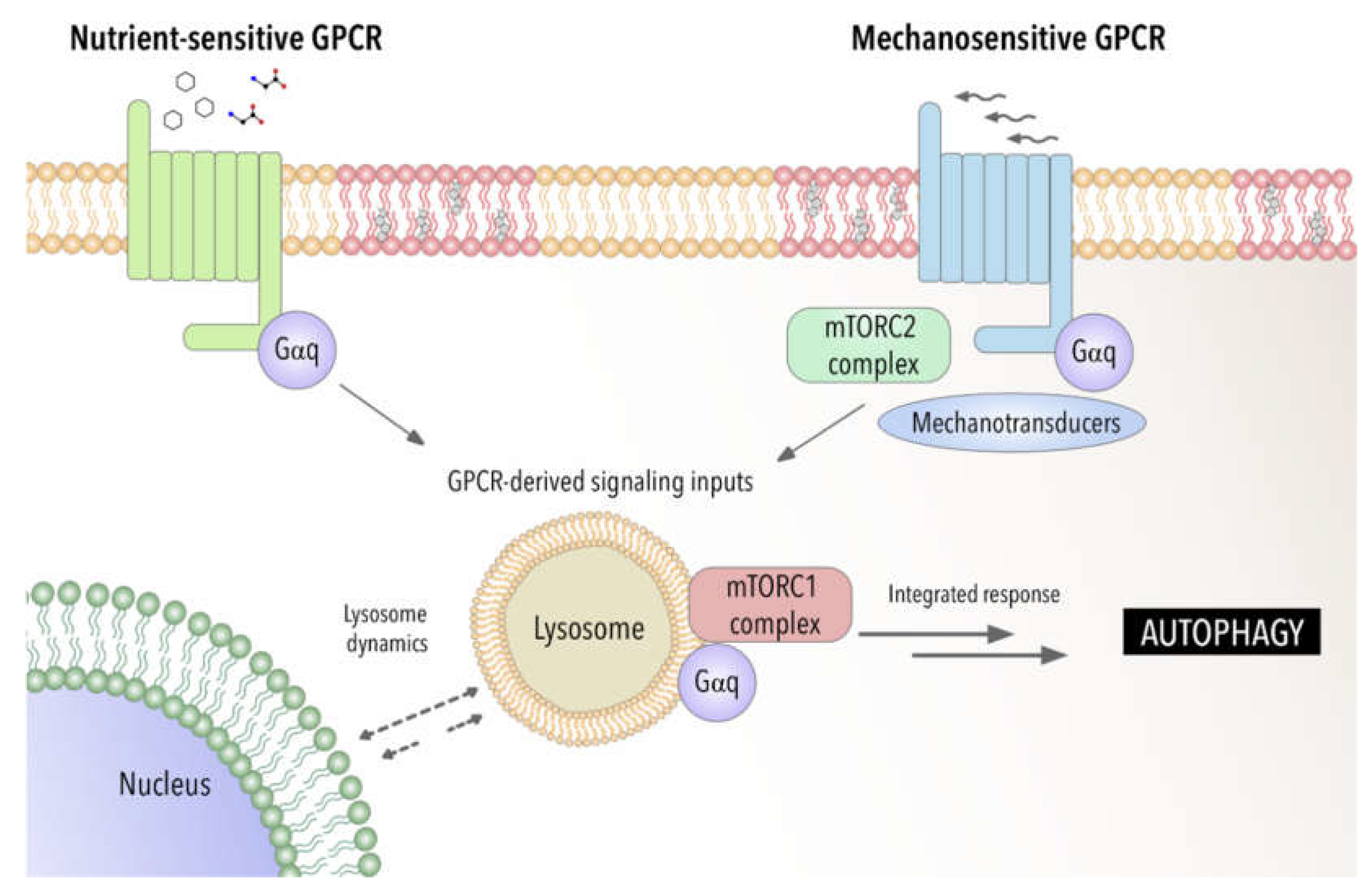 Antioxidants 11 01599 g001