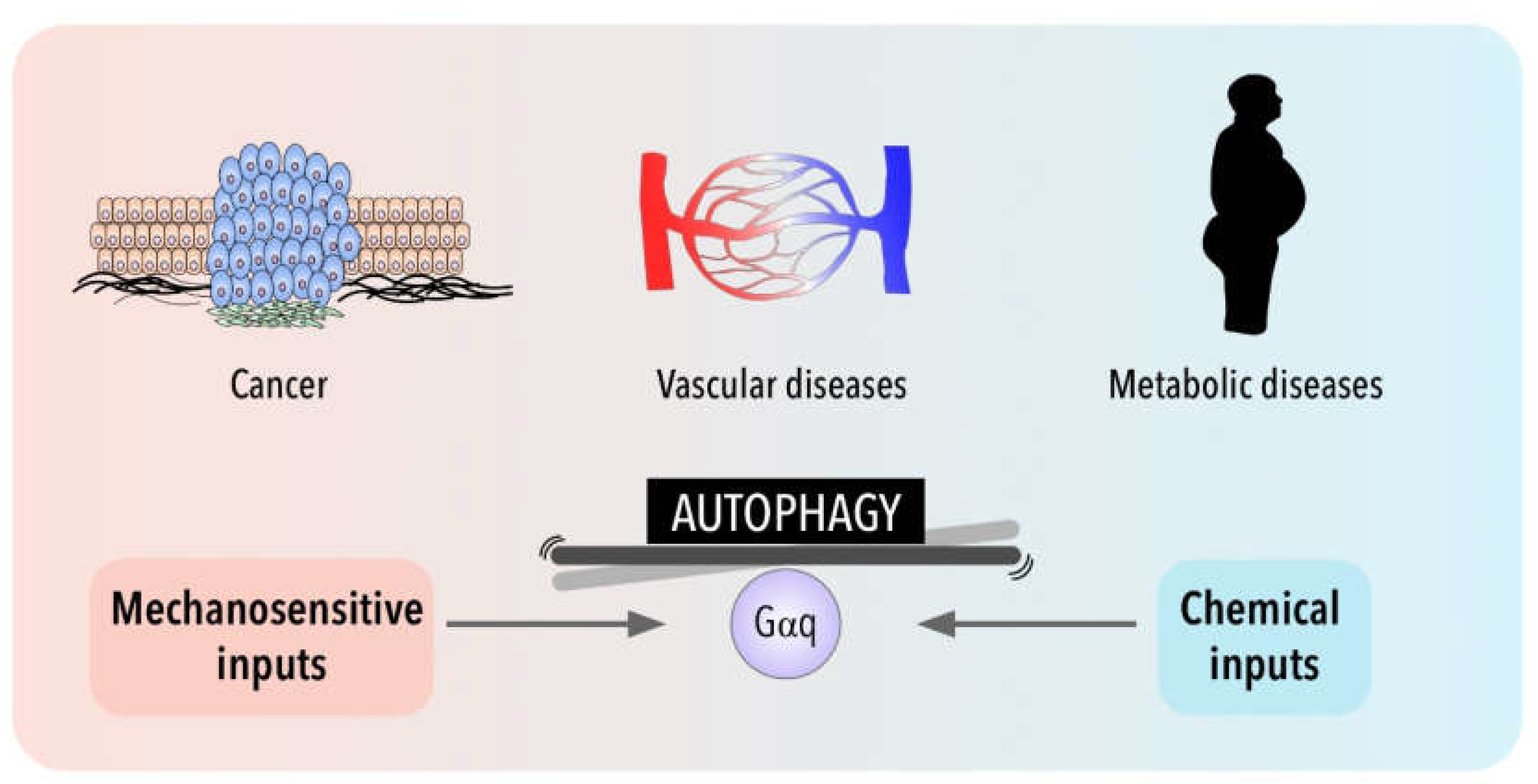Antioxidants 11 01599 g002