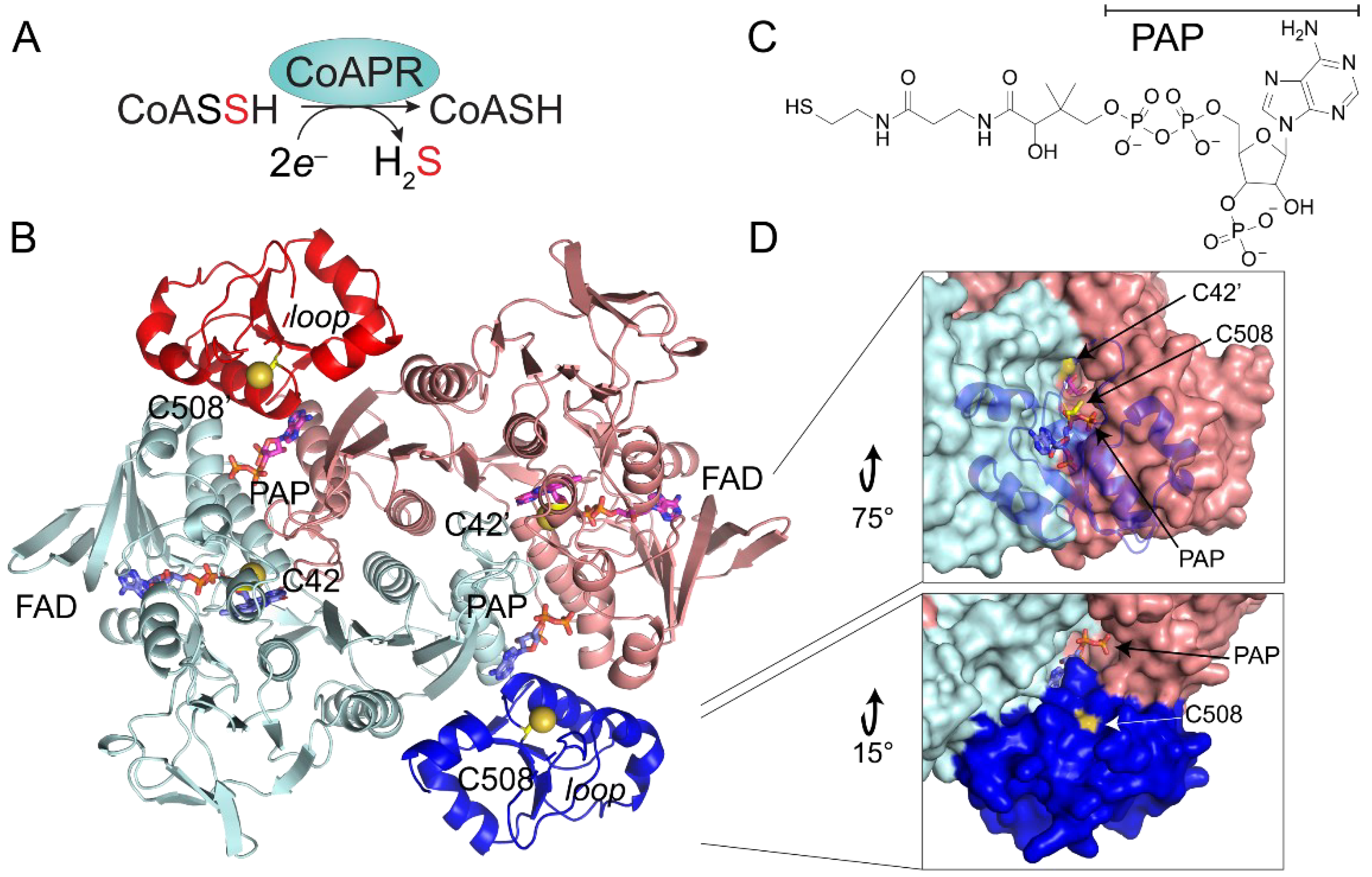 Antioxidants 11 01607 g005