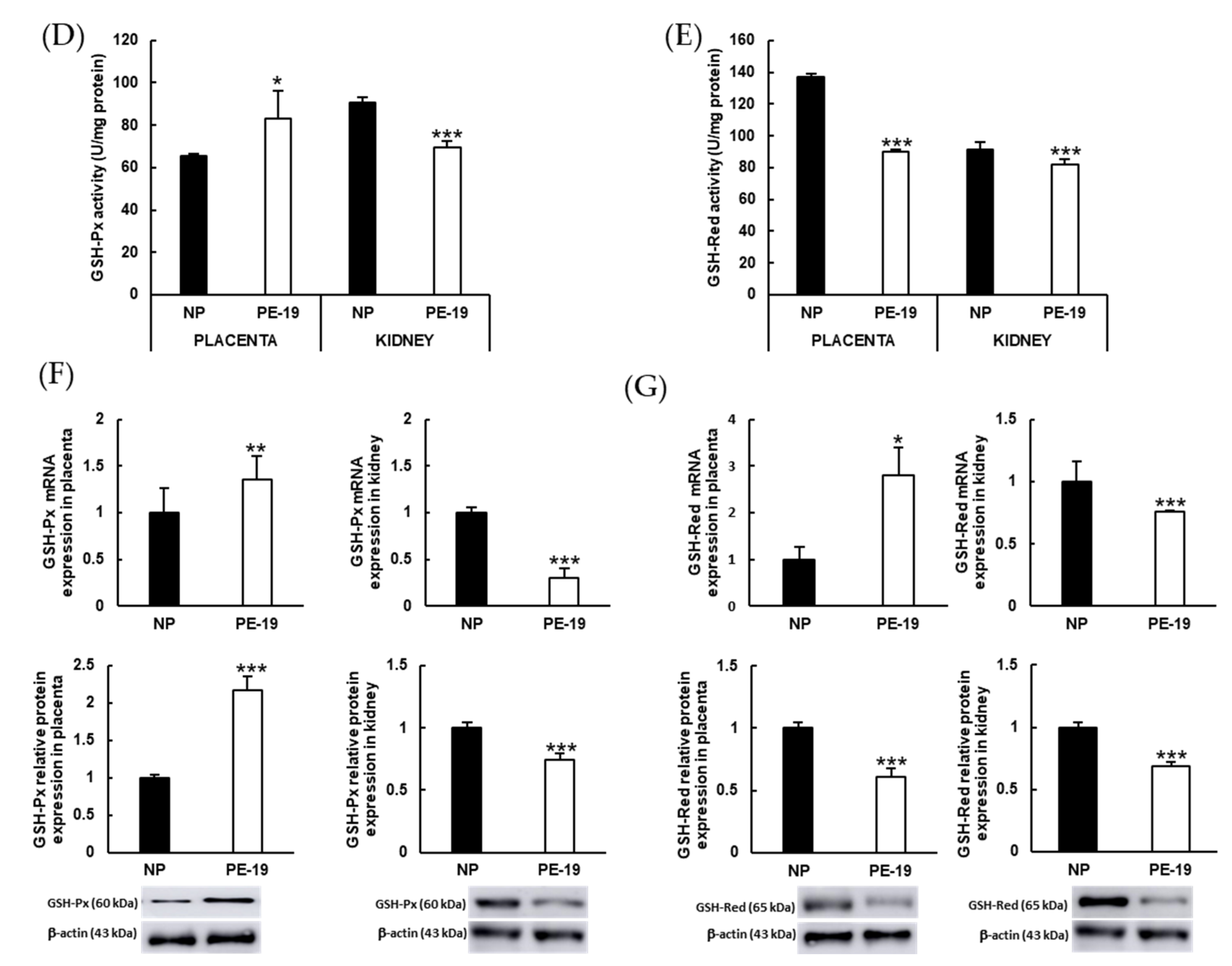 Antioxidants 11 01608 g007b Antioxidants 11 01608 g007b