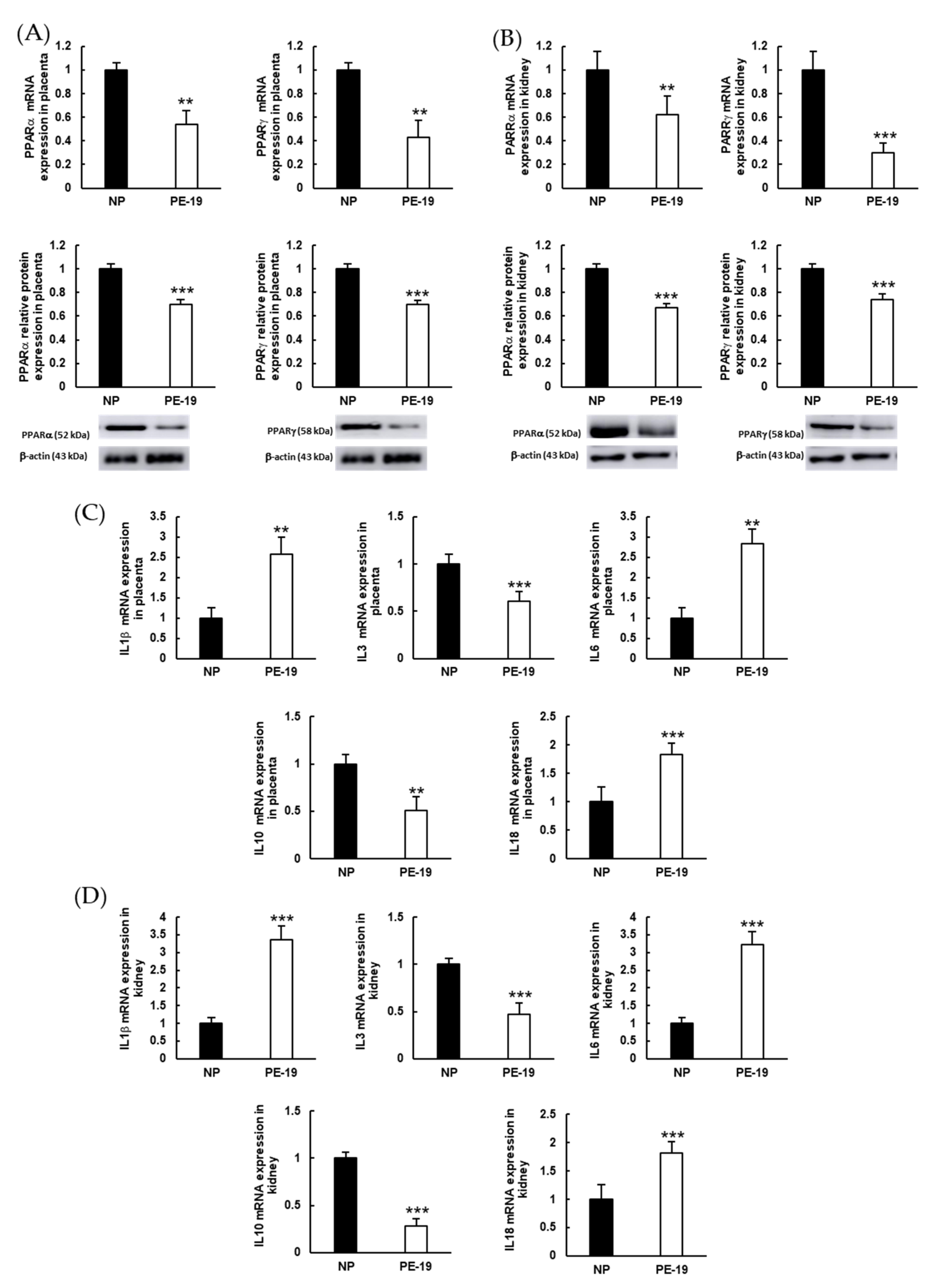 Antioxidants 11 01608 g008 Antioxidants 11 01608 g008