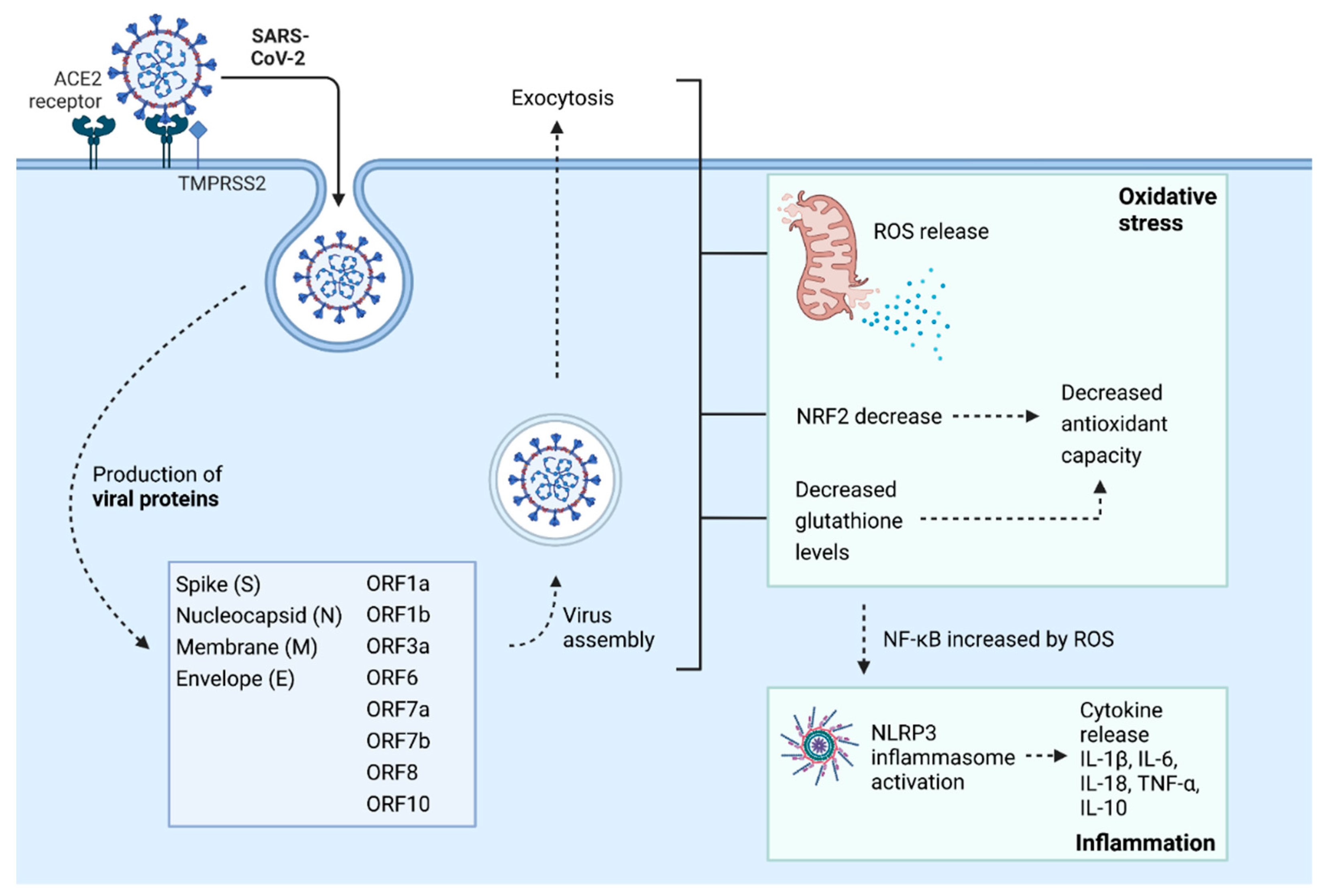 Antioxidants 11 01609 g001
