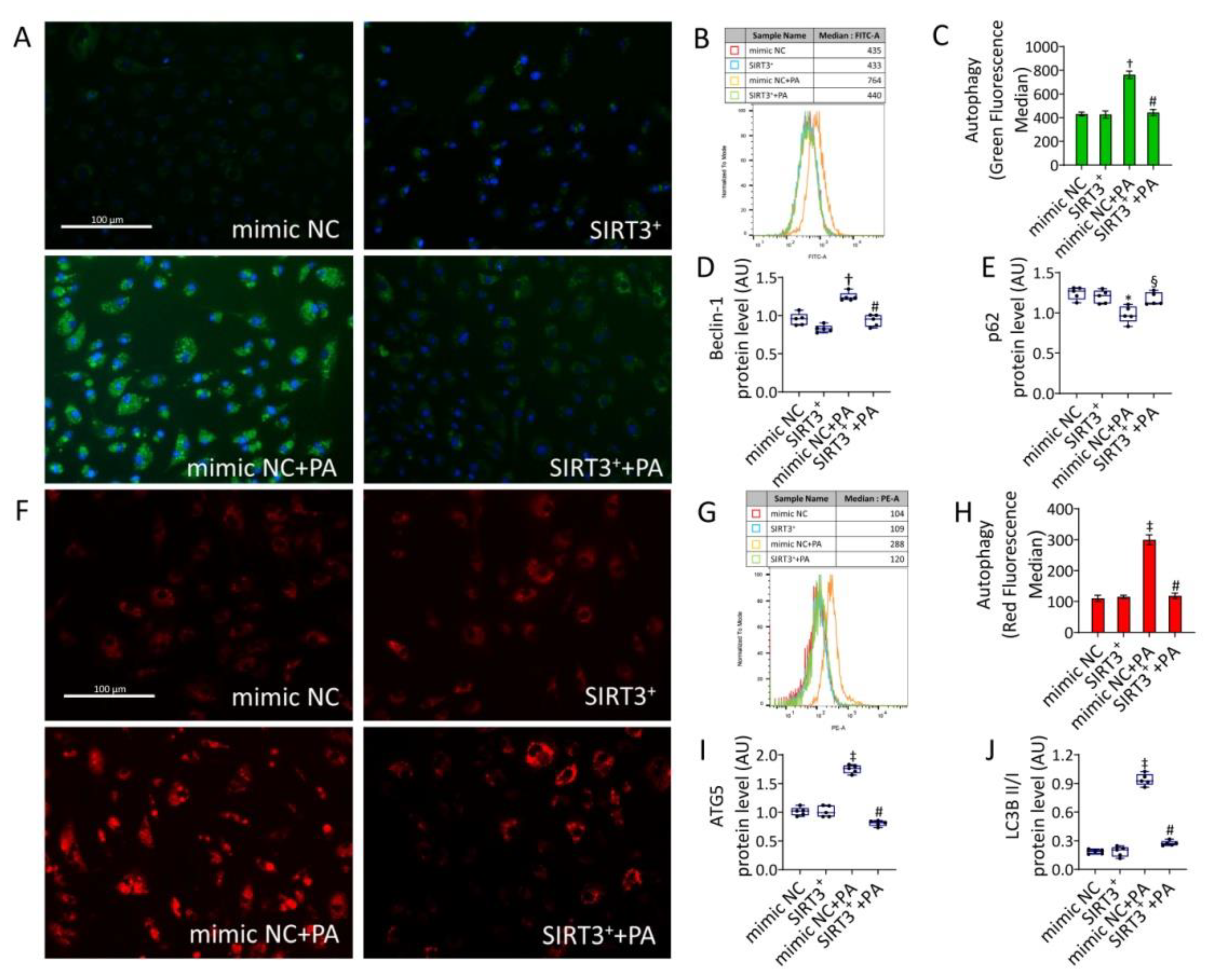 Antioxidants 11 01611 g006