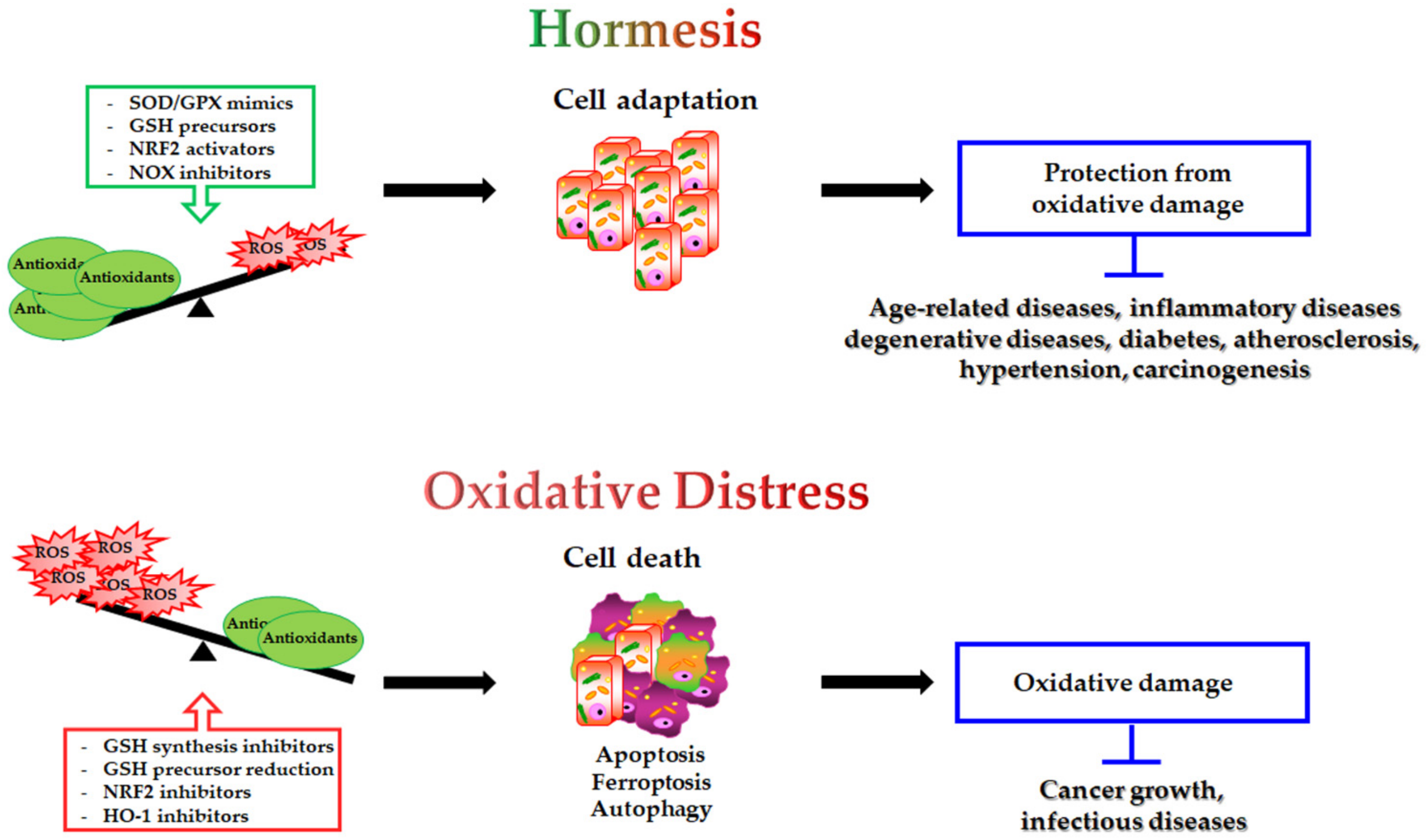 Antioxidants 11 01613 g002