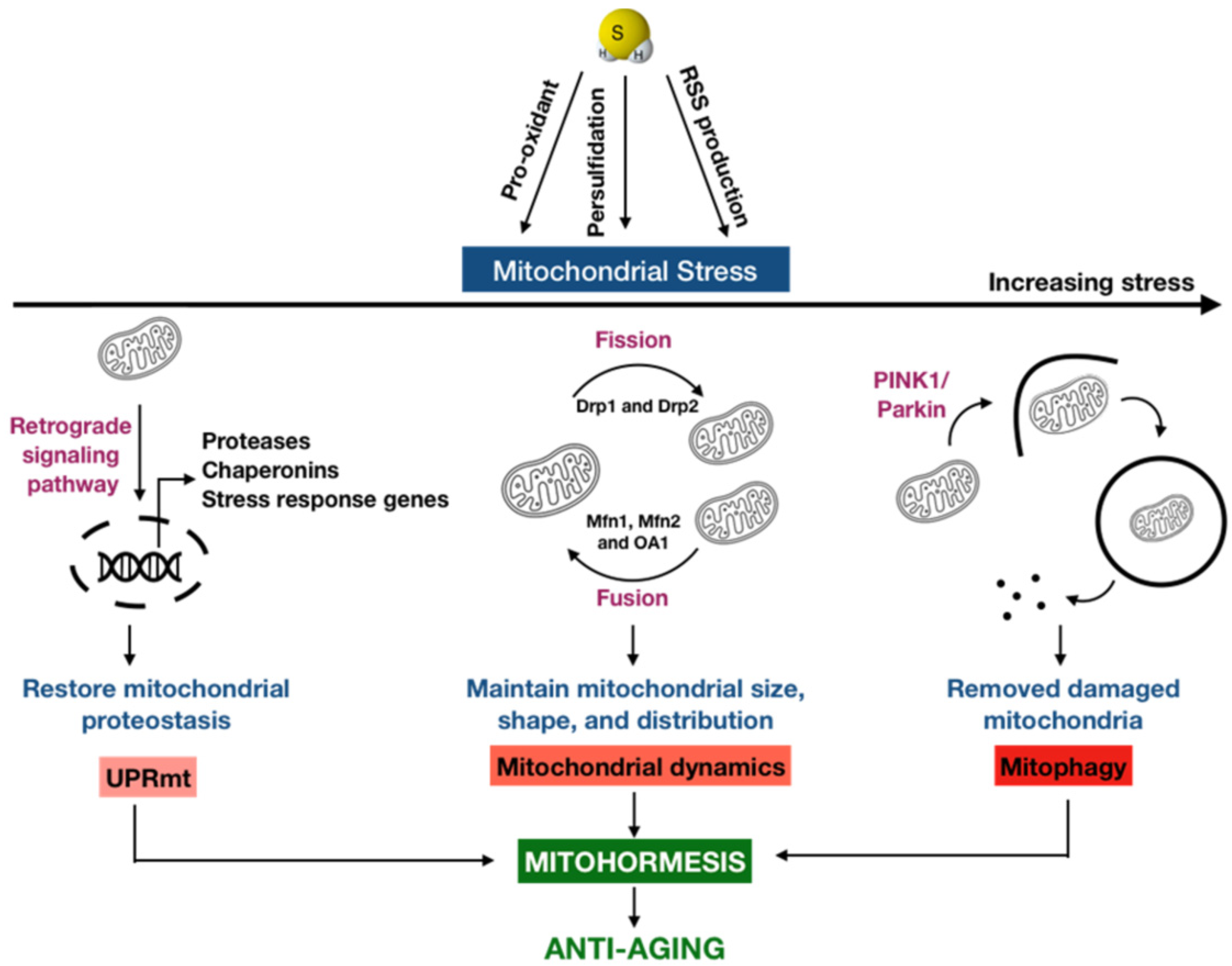 Antioxidants 11 01619 g002
