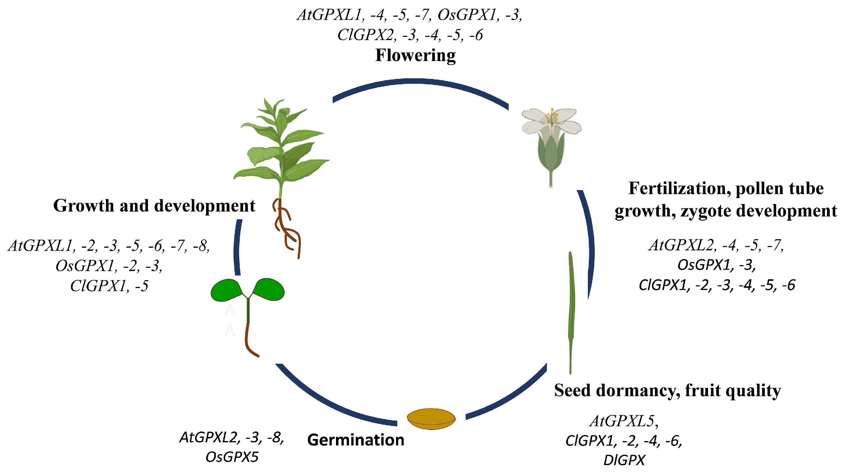 Antioxidants 11 01624 g003 Antioxidants 11 01624 g003