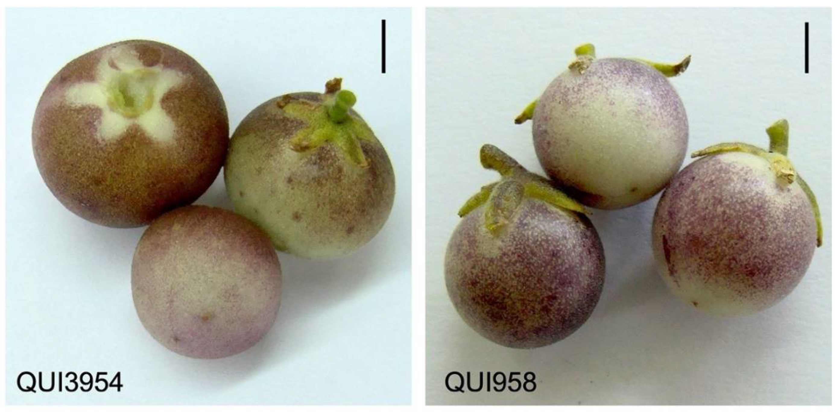 Antioxidants 11 01639 g001