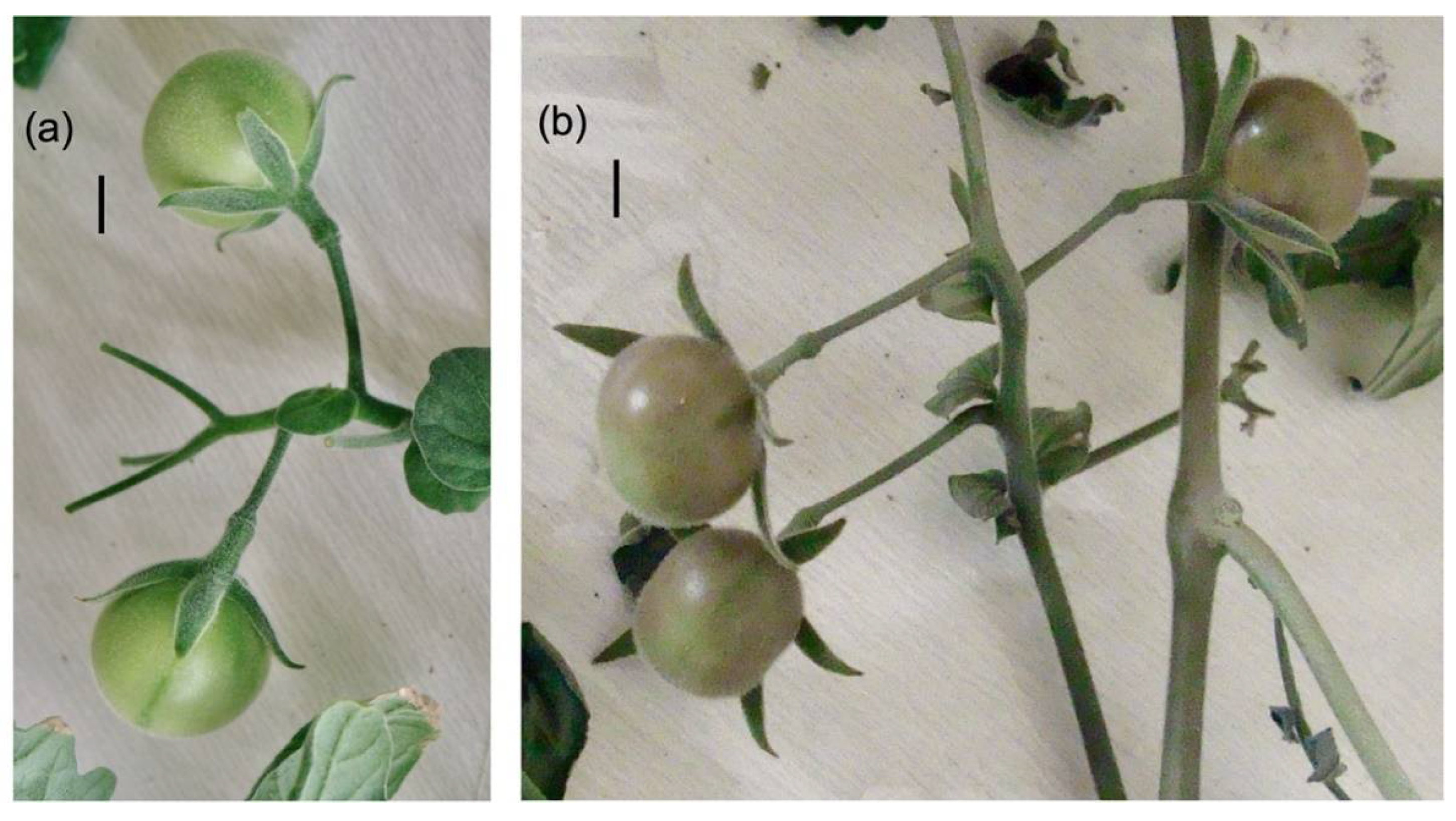 Antioxidants 11 01639 g005