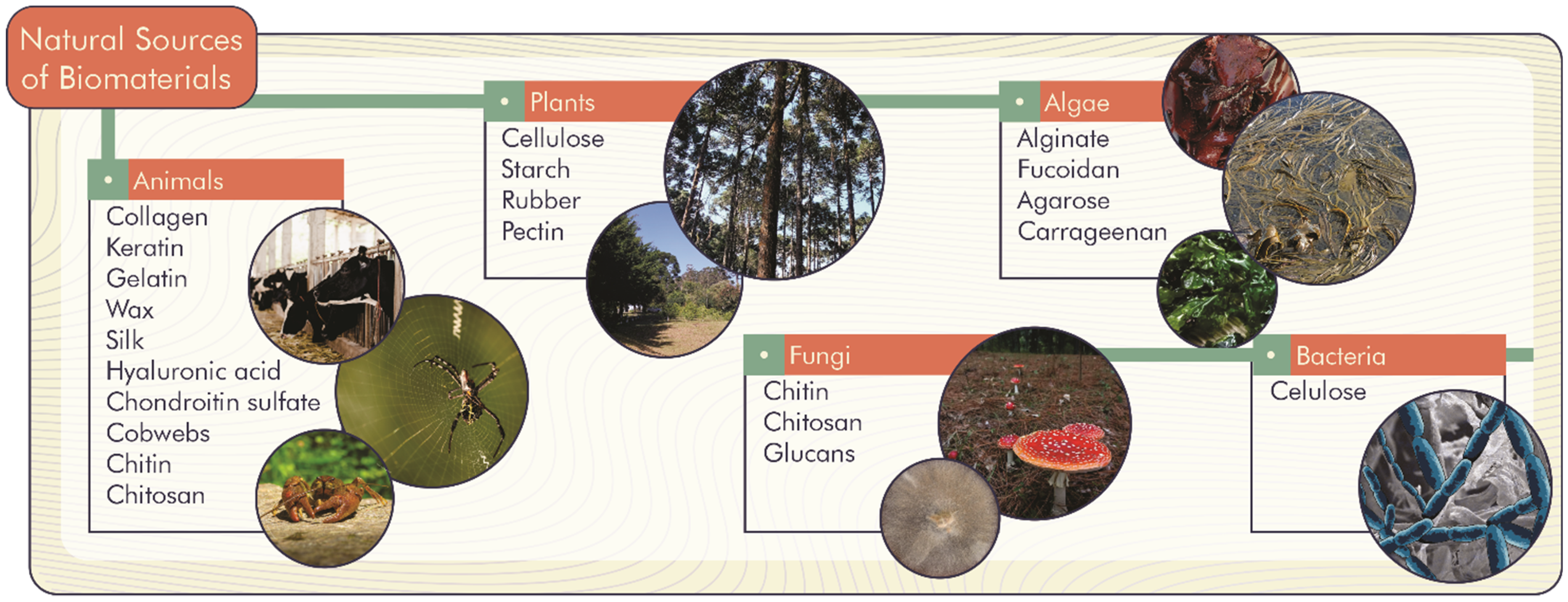 Antioxidants 11 01644 g001
