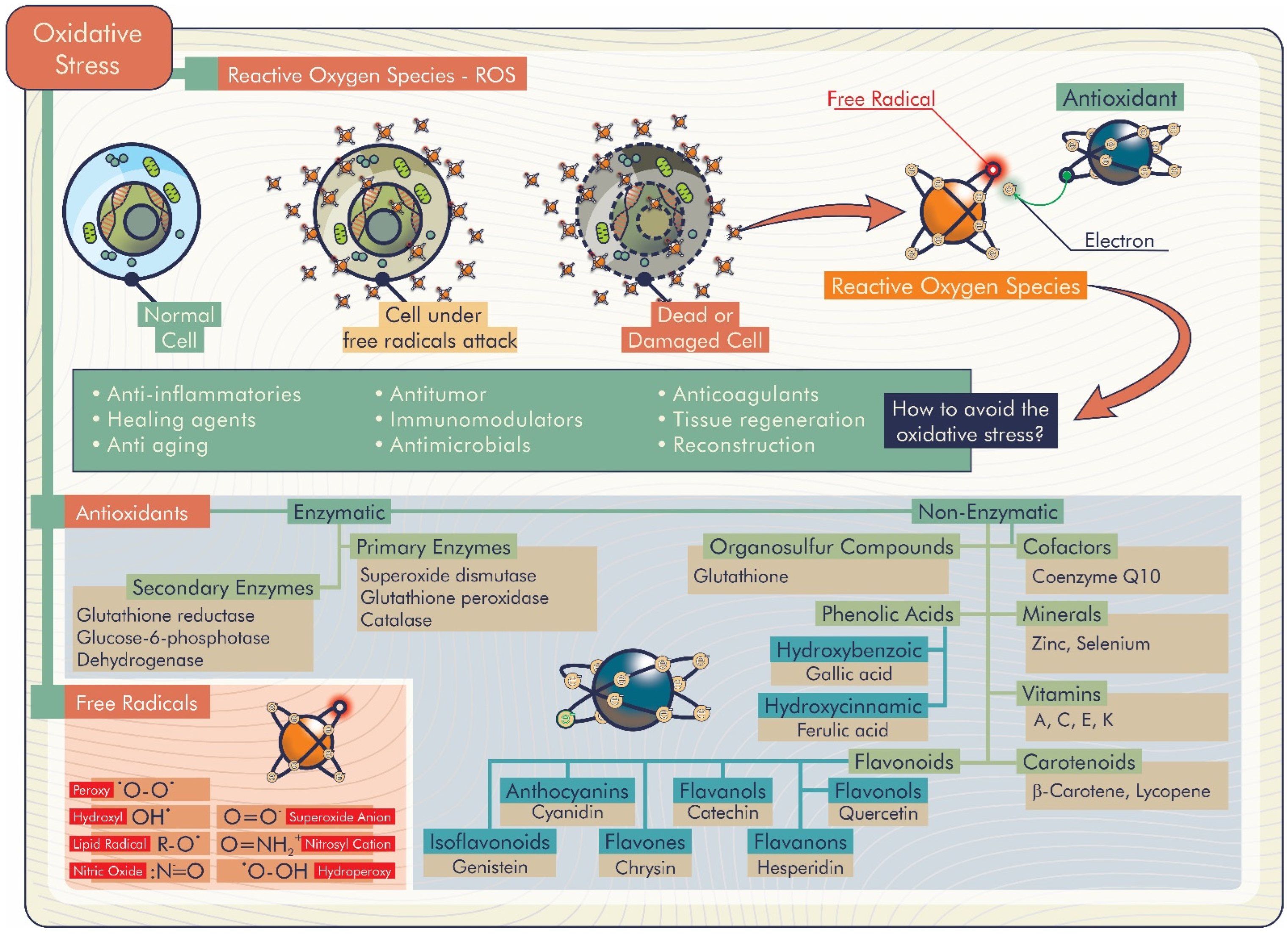 Antioxidants 11 01644 g005