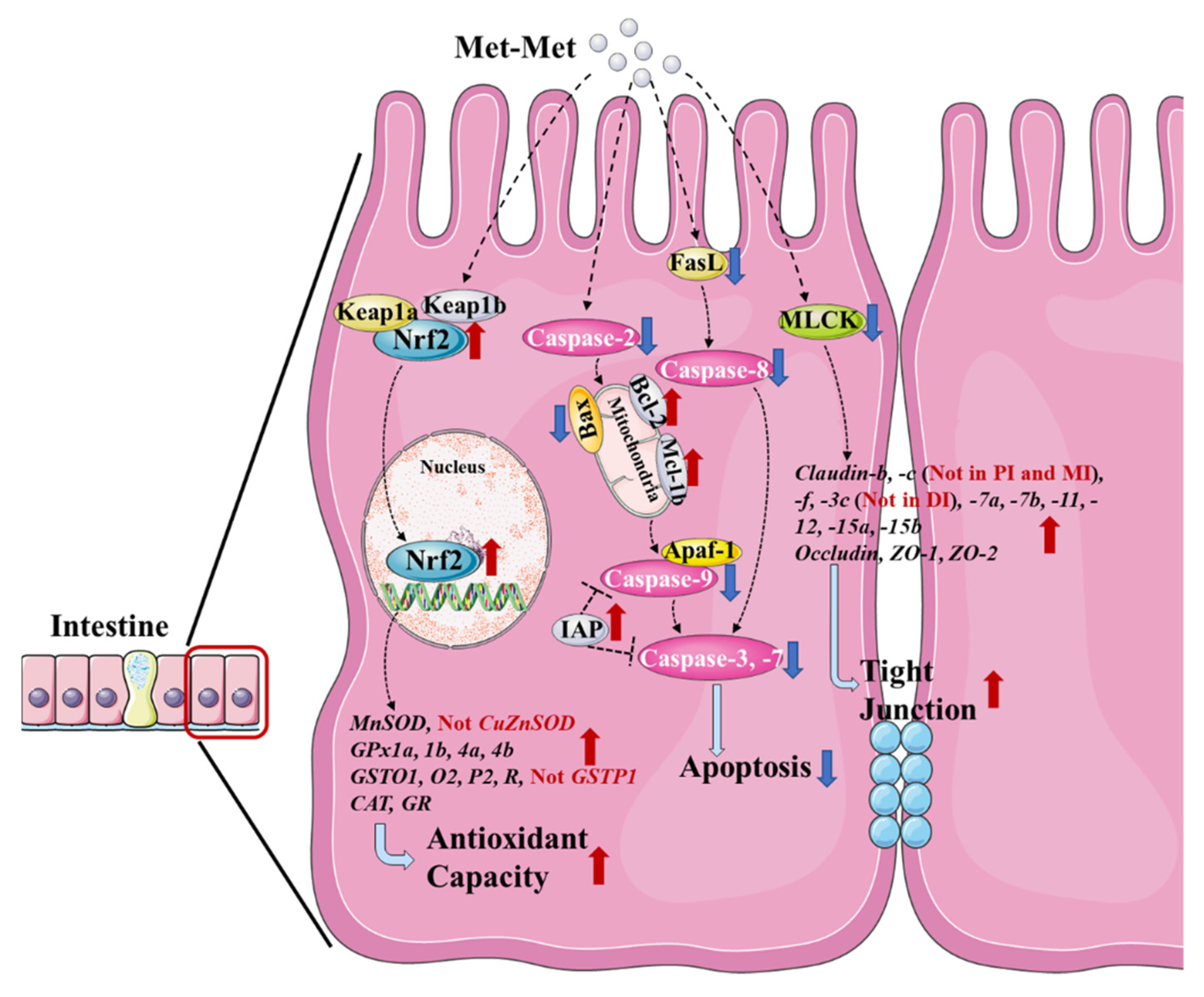 Antioxidants 11 01652 g005
