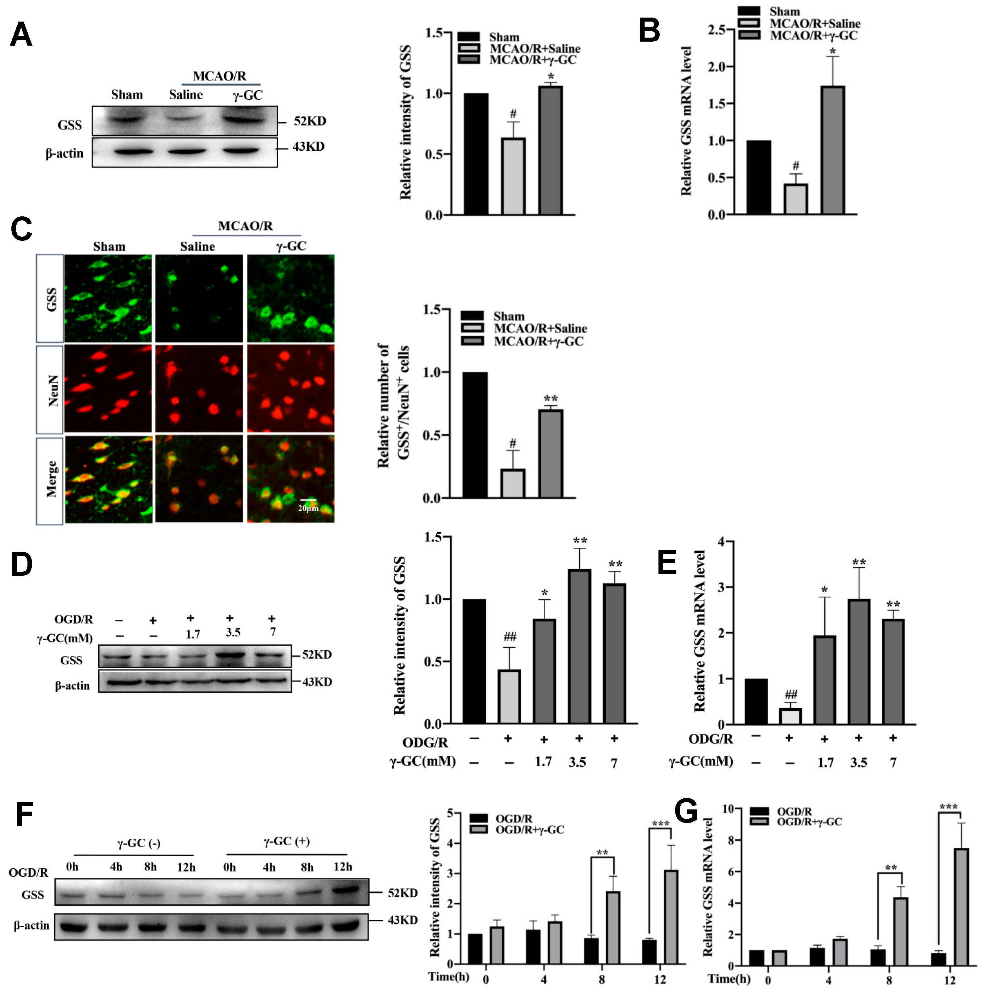 Antioxidants 11 01653 g004