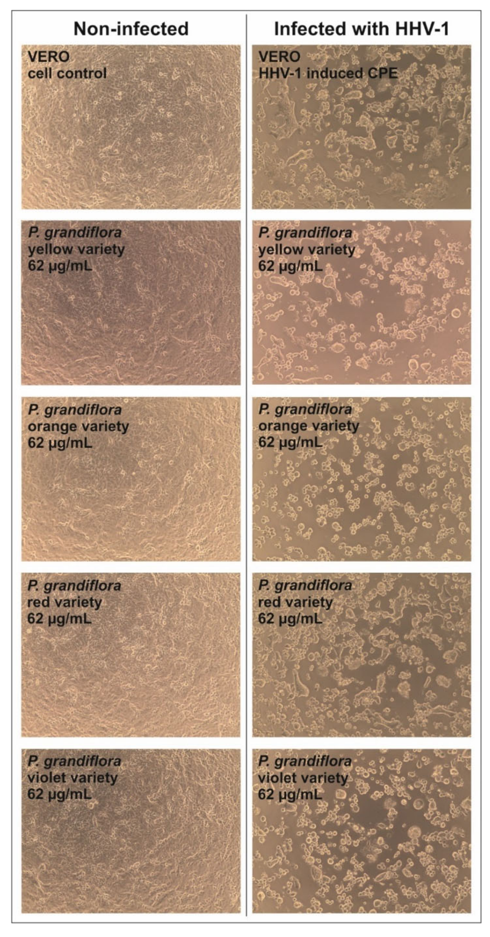 Antioxidants 11 01654 g005