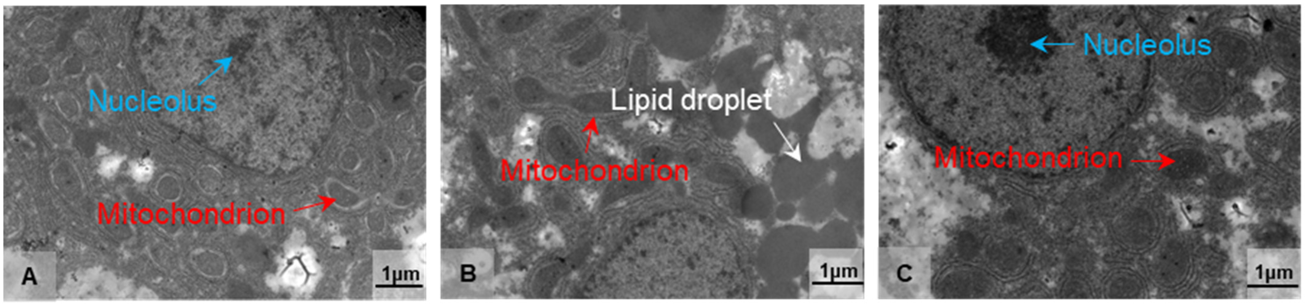 Antioxidants 11 01657 g002