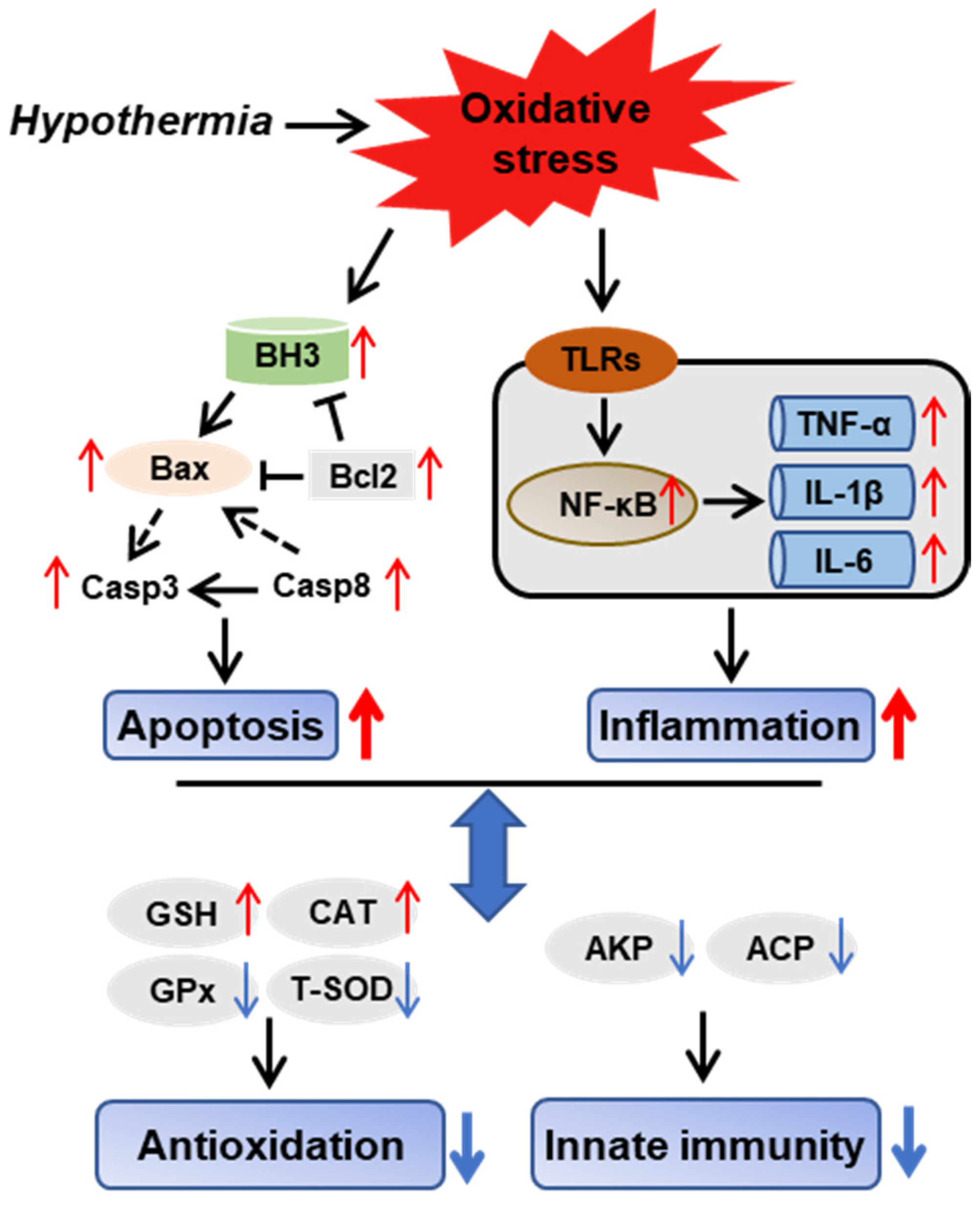 Antioxidants 11 01657 g008