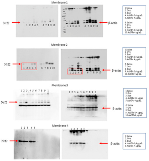 Antioxidants 11 01659 g0a4