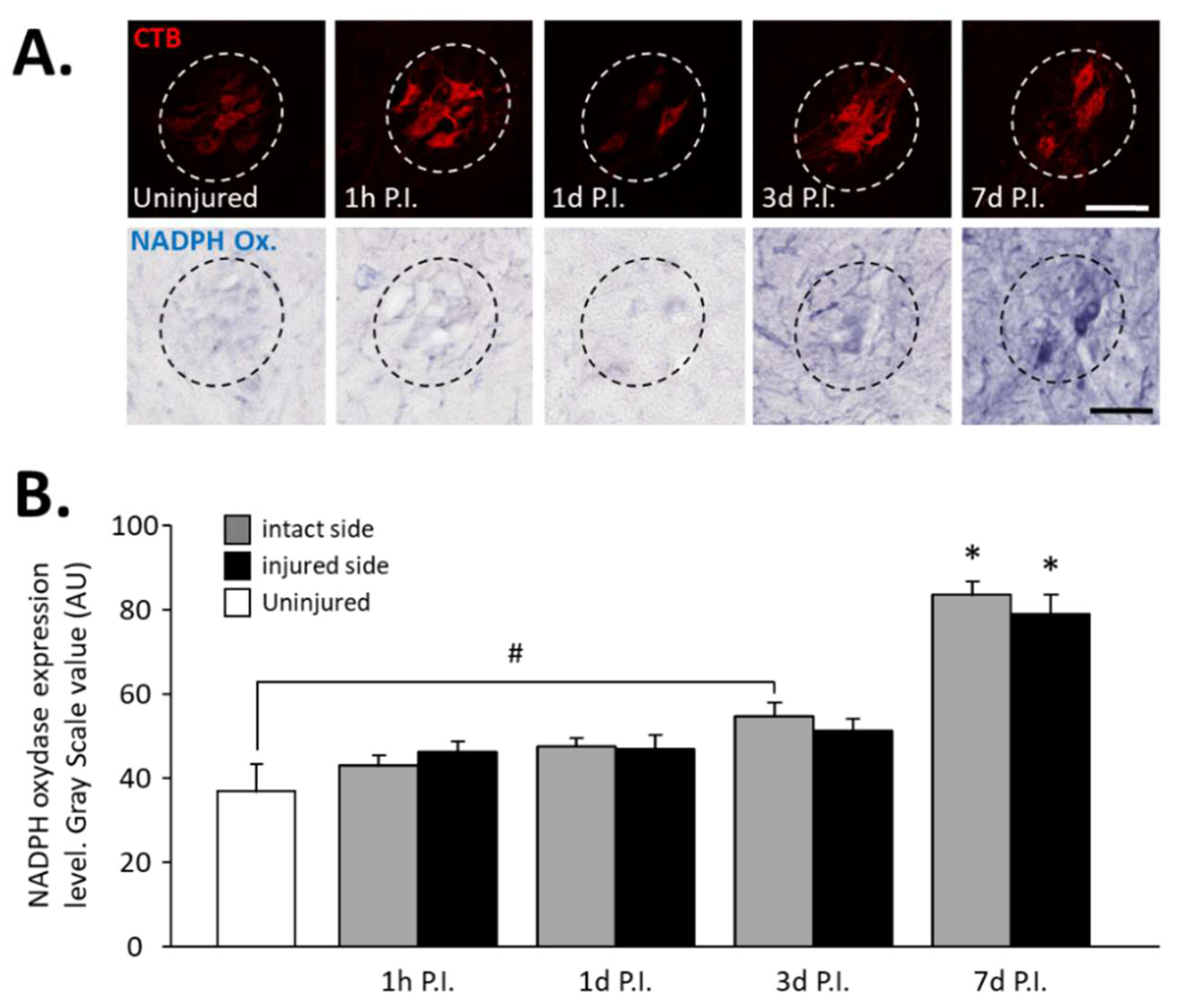 Antioxidants 11 01665 g002