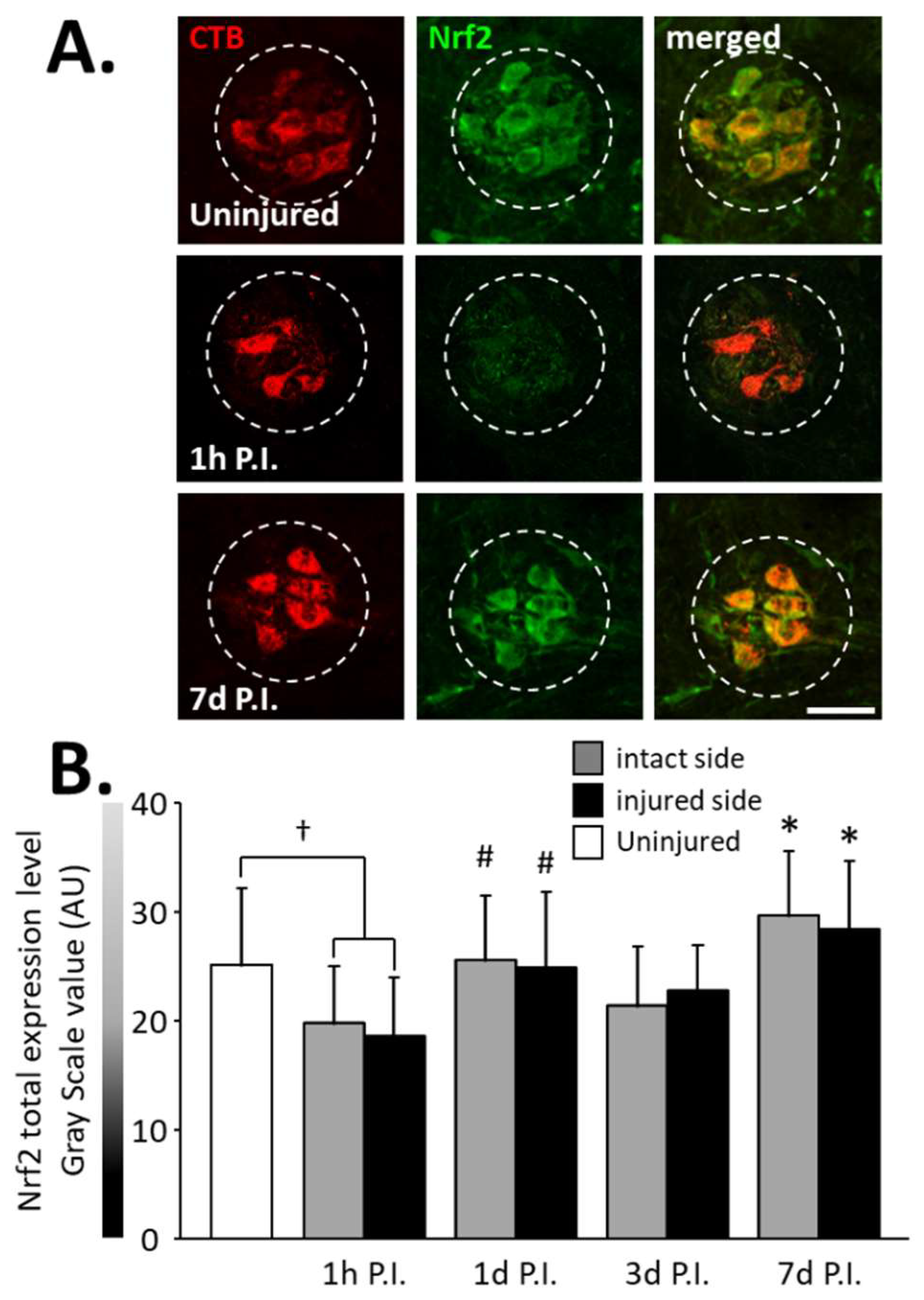 Antioxidants 11 01665 g005