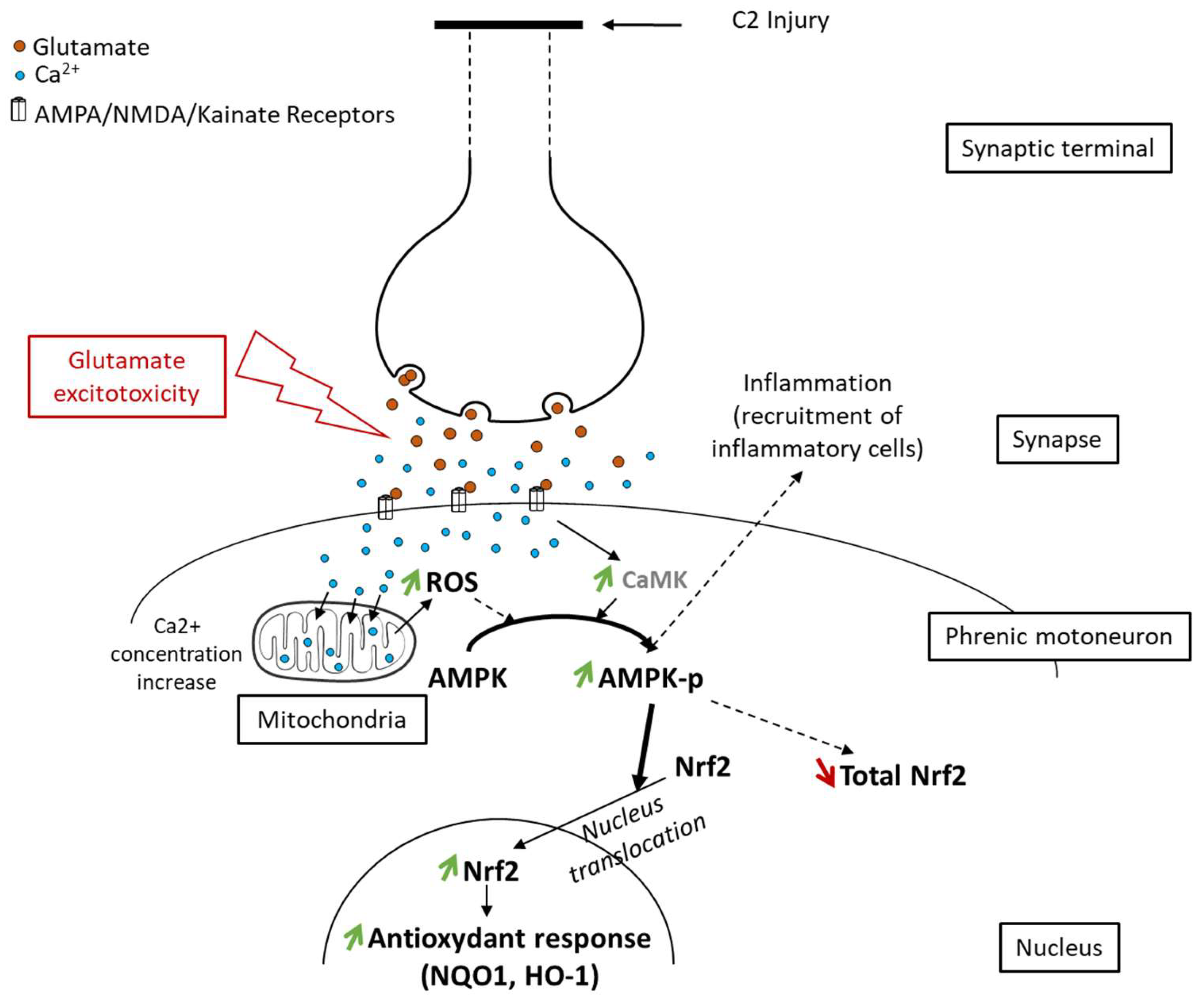 Antioxidants 11 01665 g008