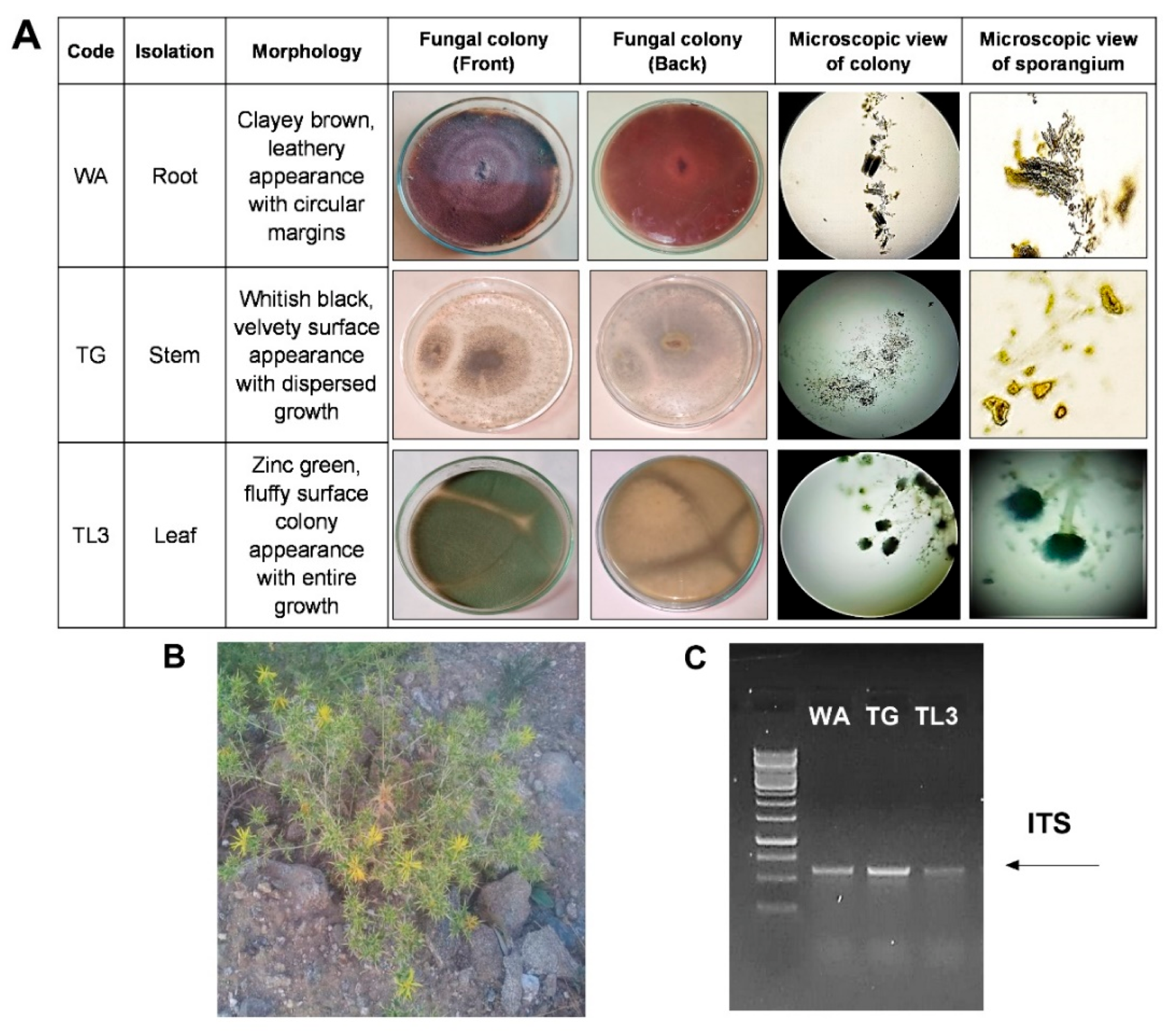 Antioxidants 11 01669 g001
