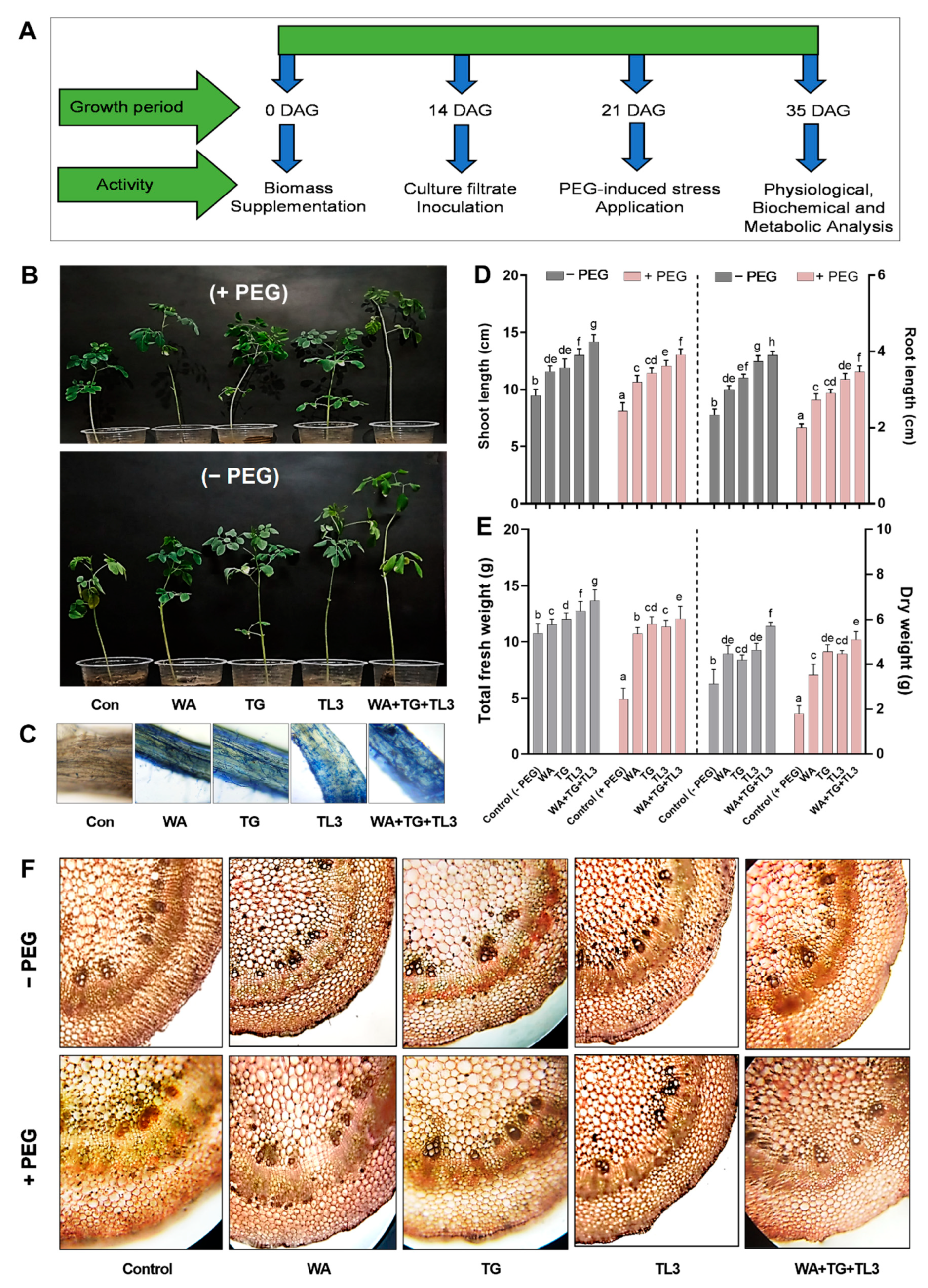 Antioxidants 11 01669 g005