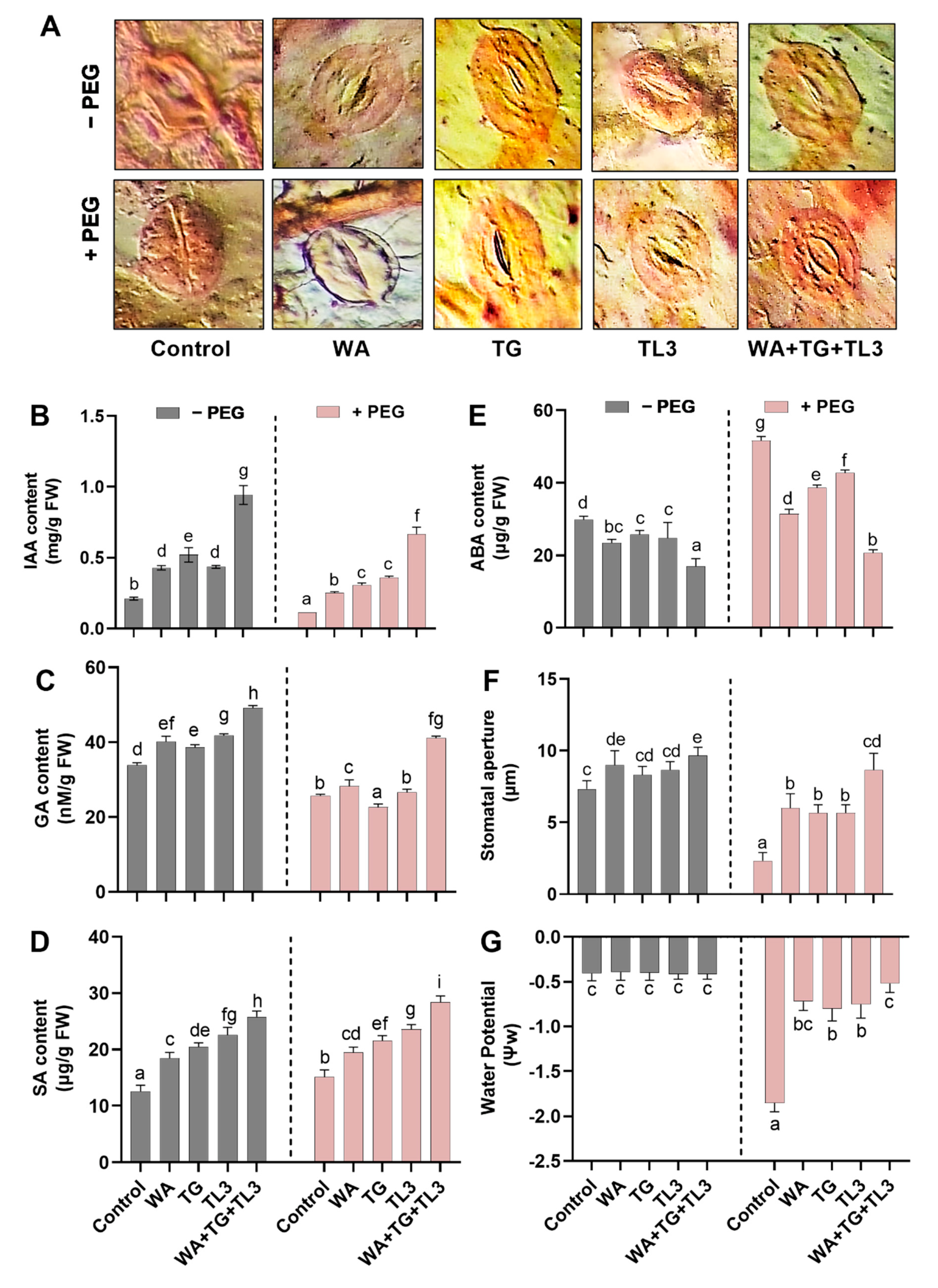 Antioxidants 11 01669 g007
