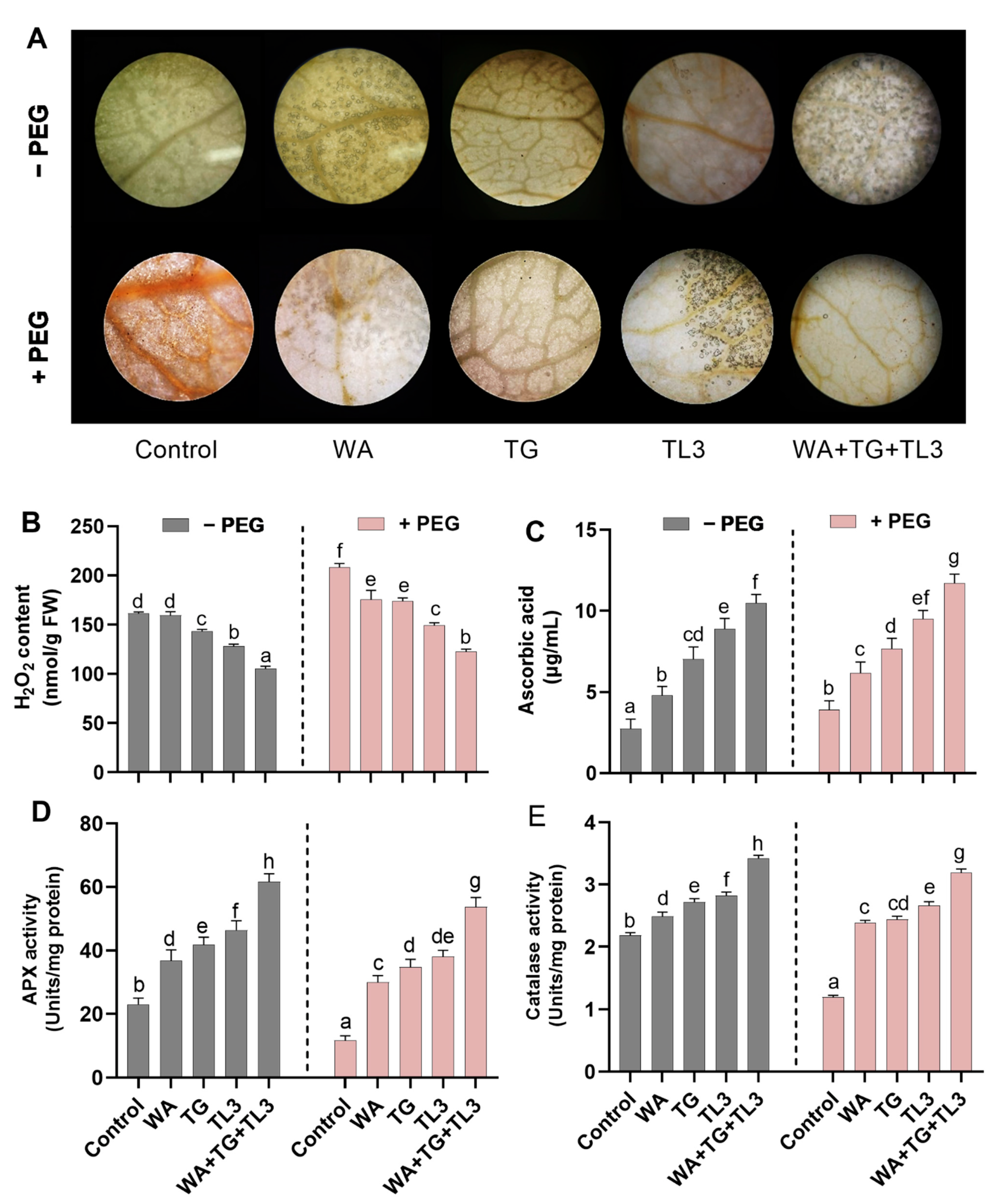 Antioxidants 11 01669 g008