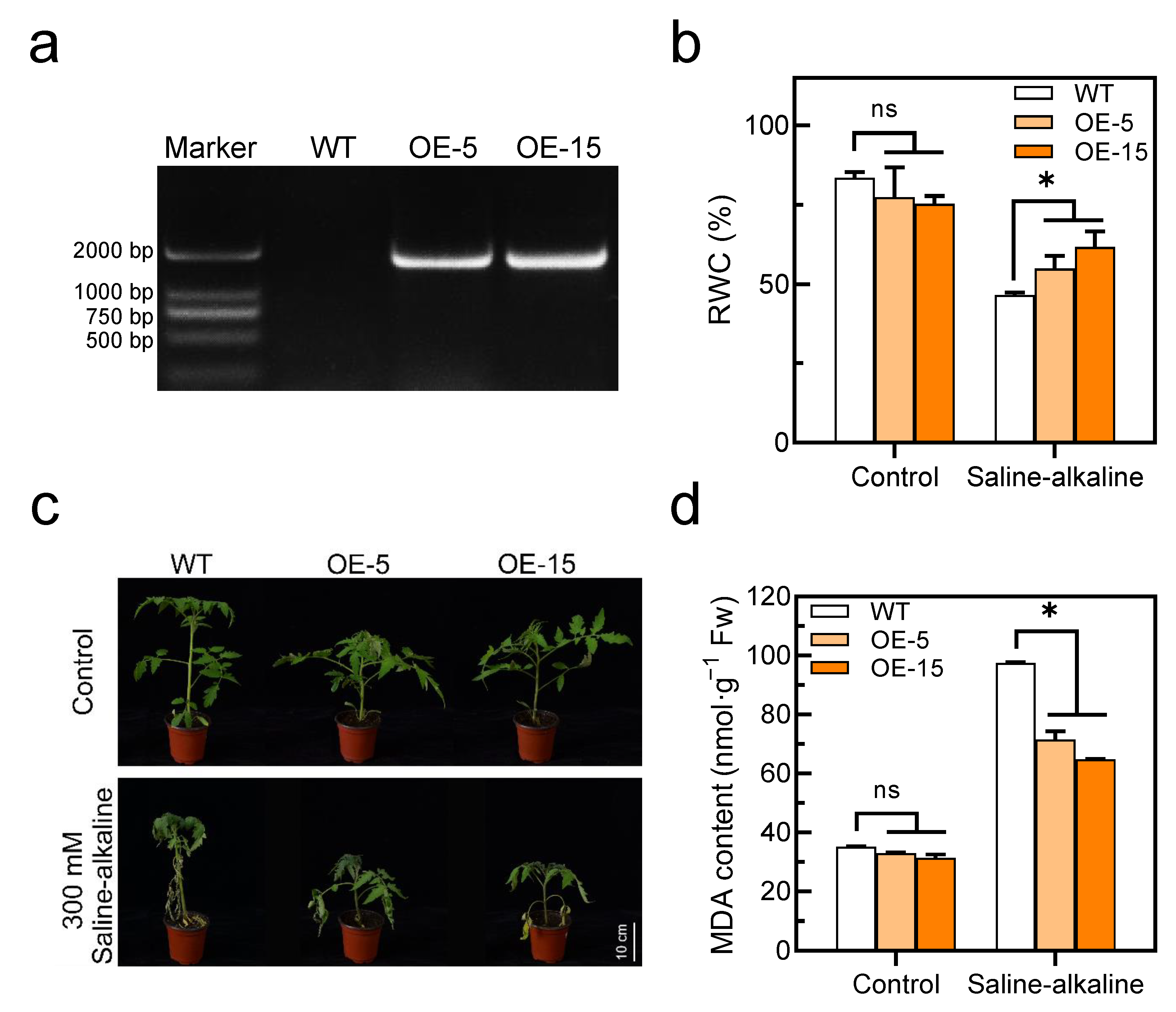 Antioxidants 11 01673 g004