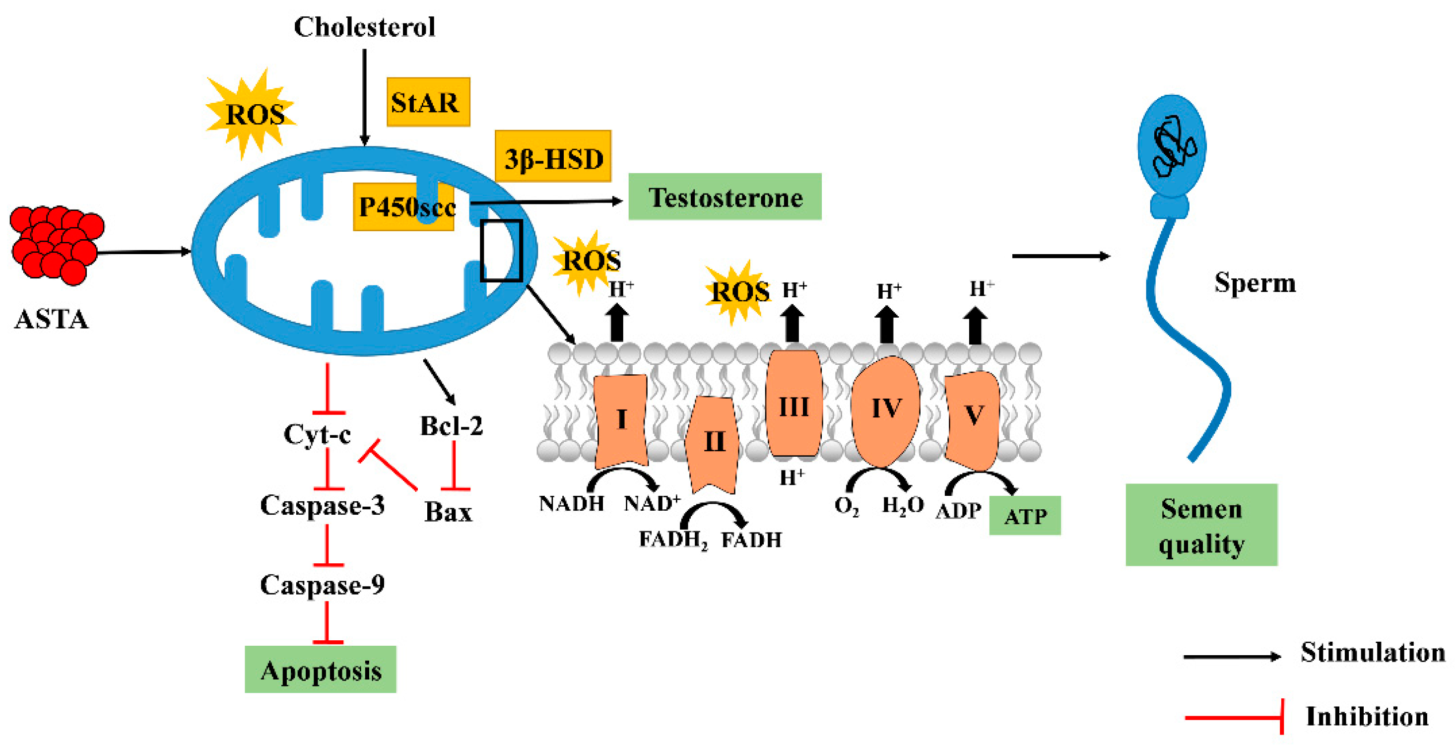 Antioxidants 11 01684 g007