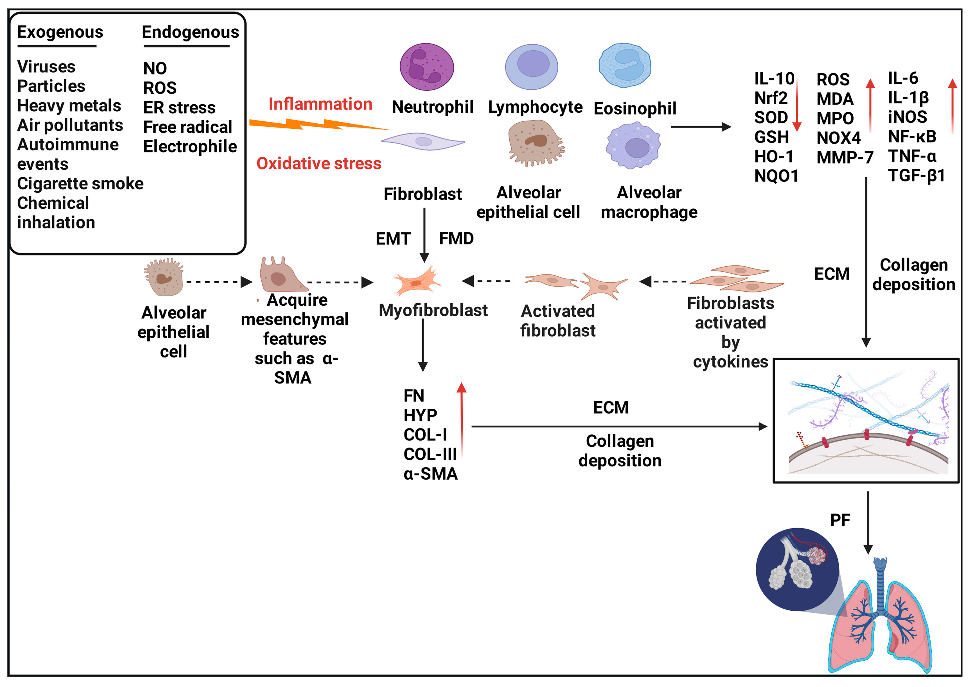 Antioxidants 11 01685 g001