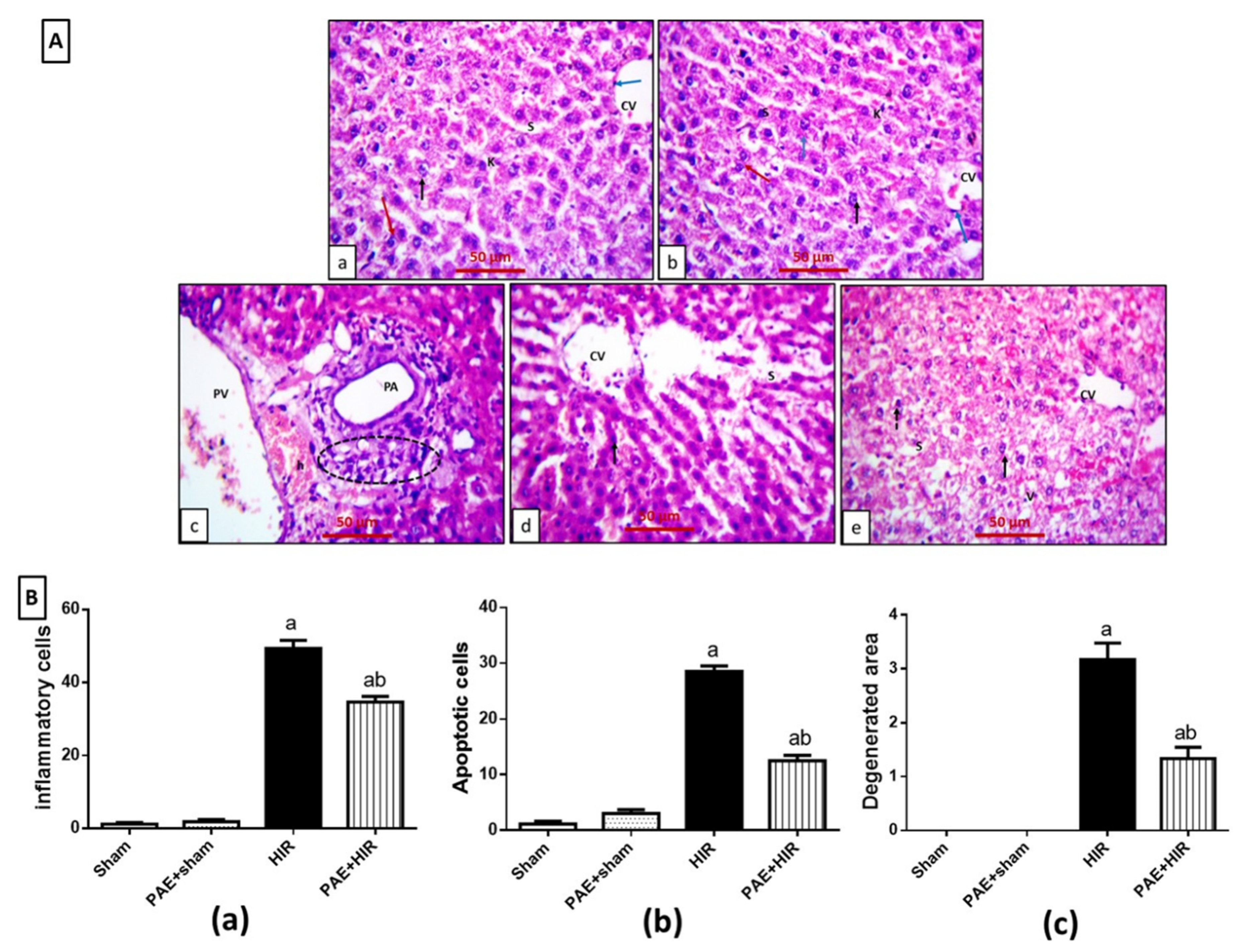 Antioxidants 11 01687 g002