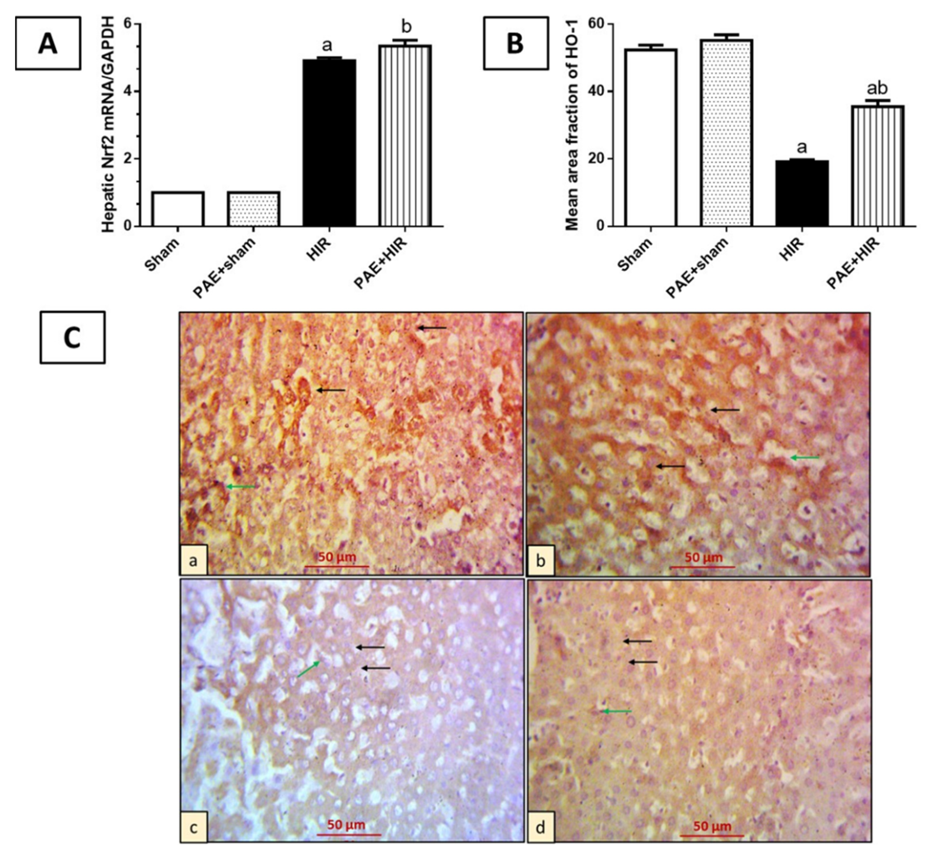 Antioxidants 11 01687 g004