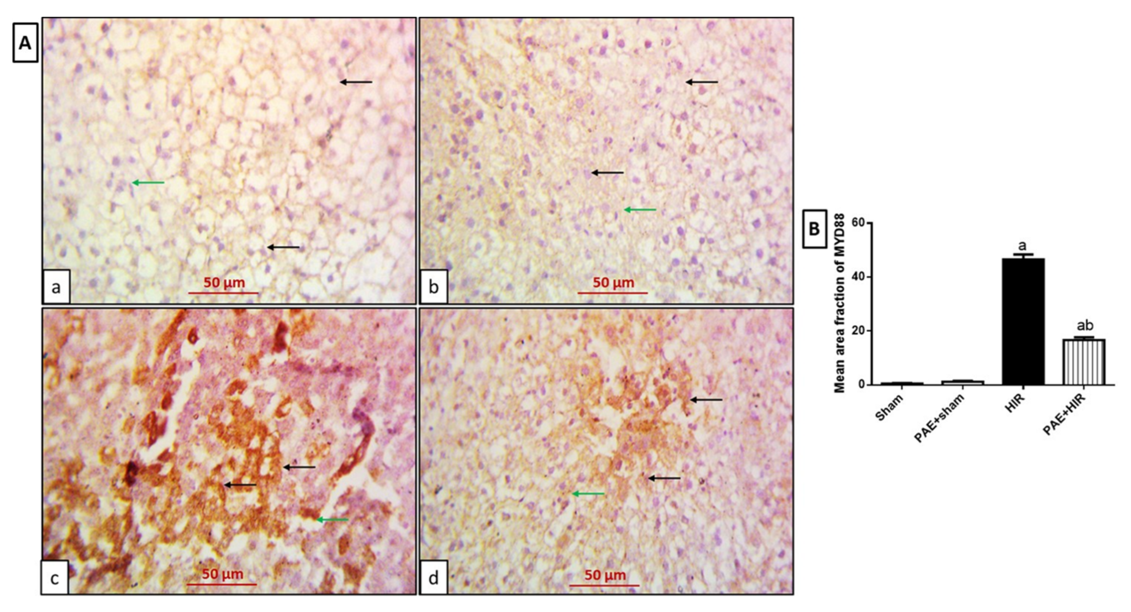 Antioxidants 11 01687 g006