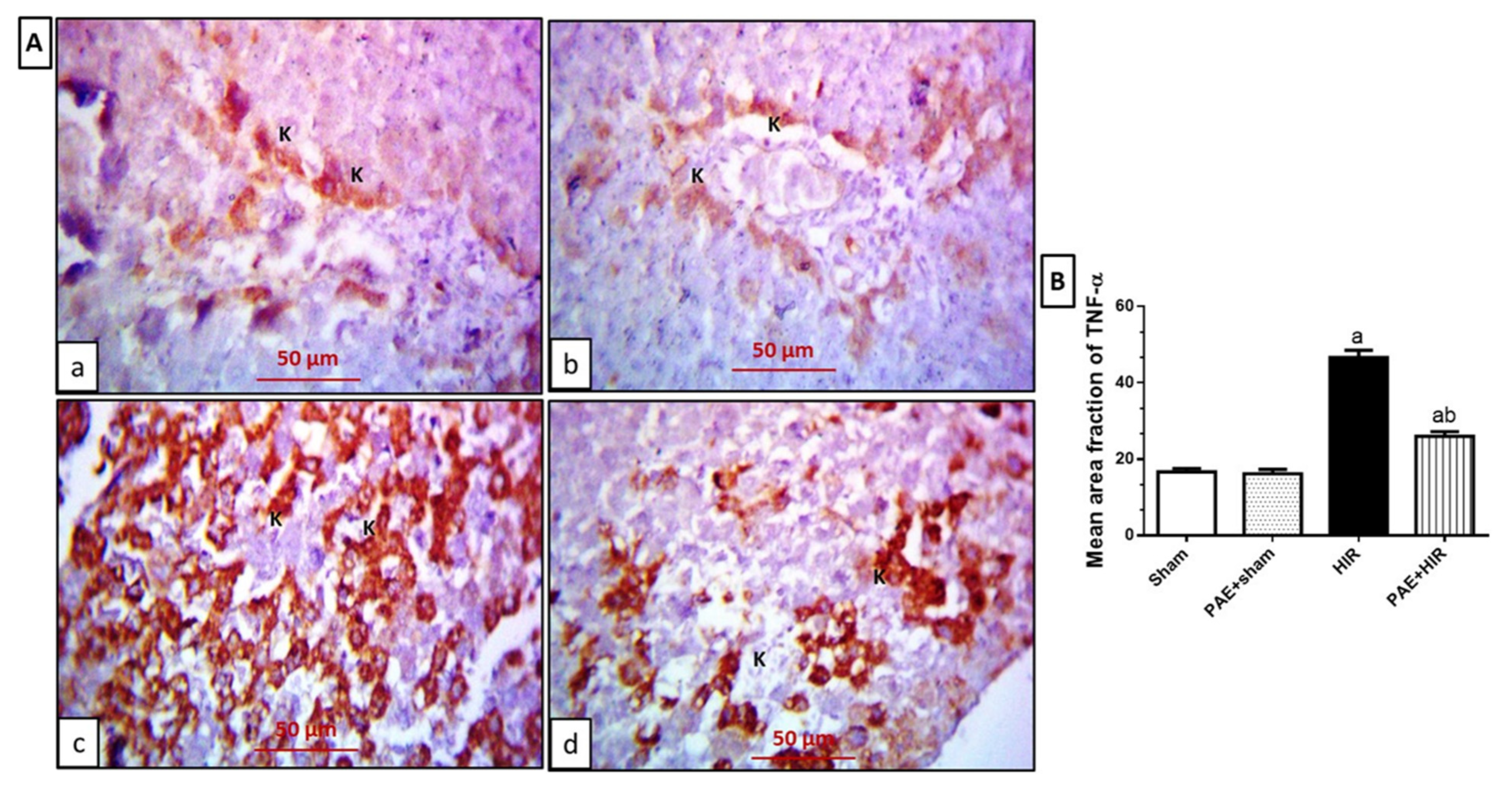 Antioxidants 11 01687 g008