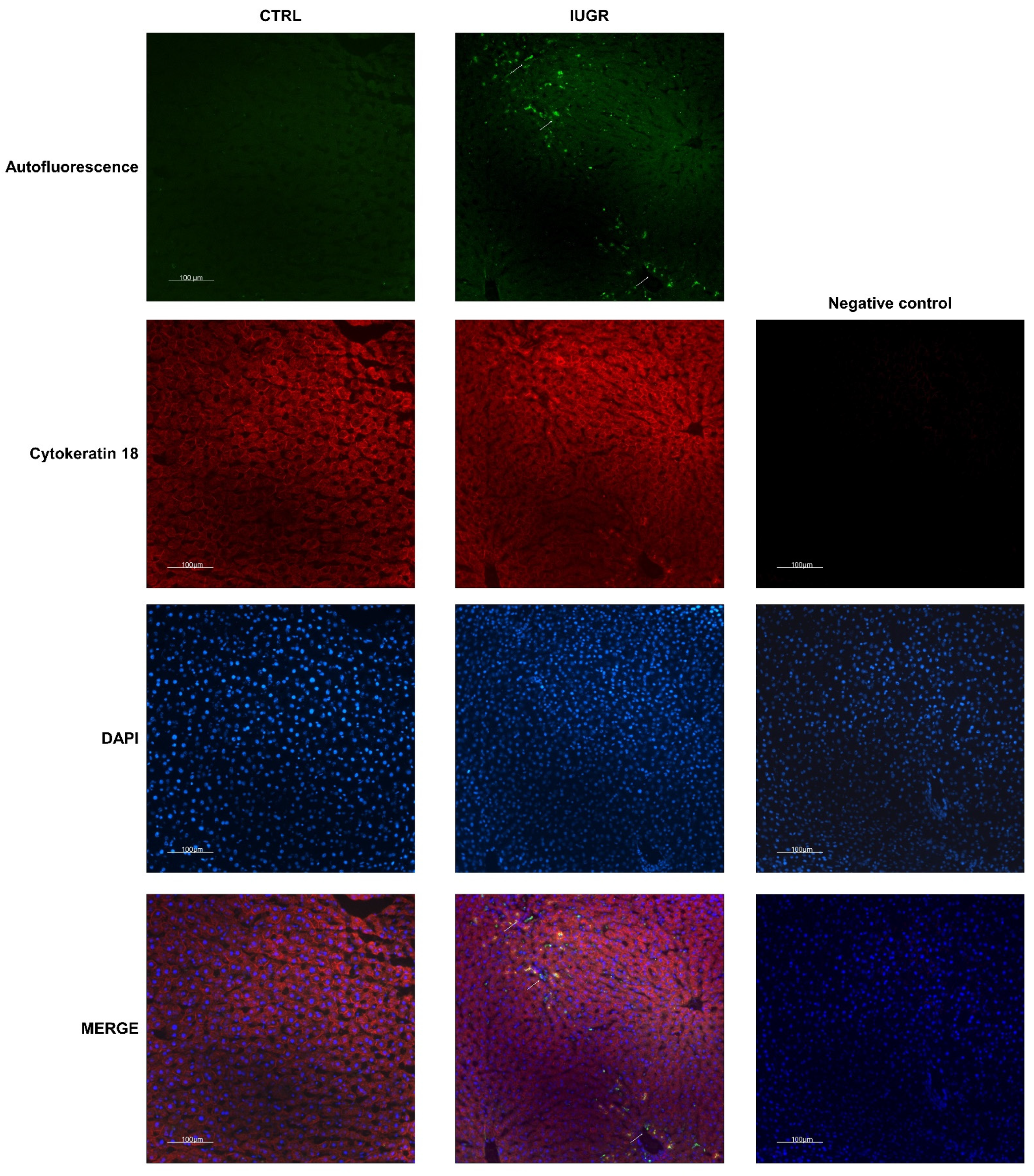Antioxidants 11 01695 g011