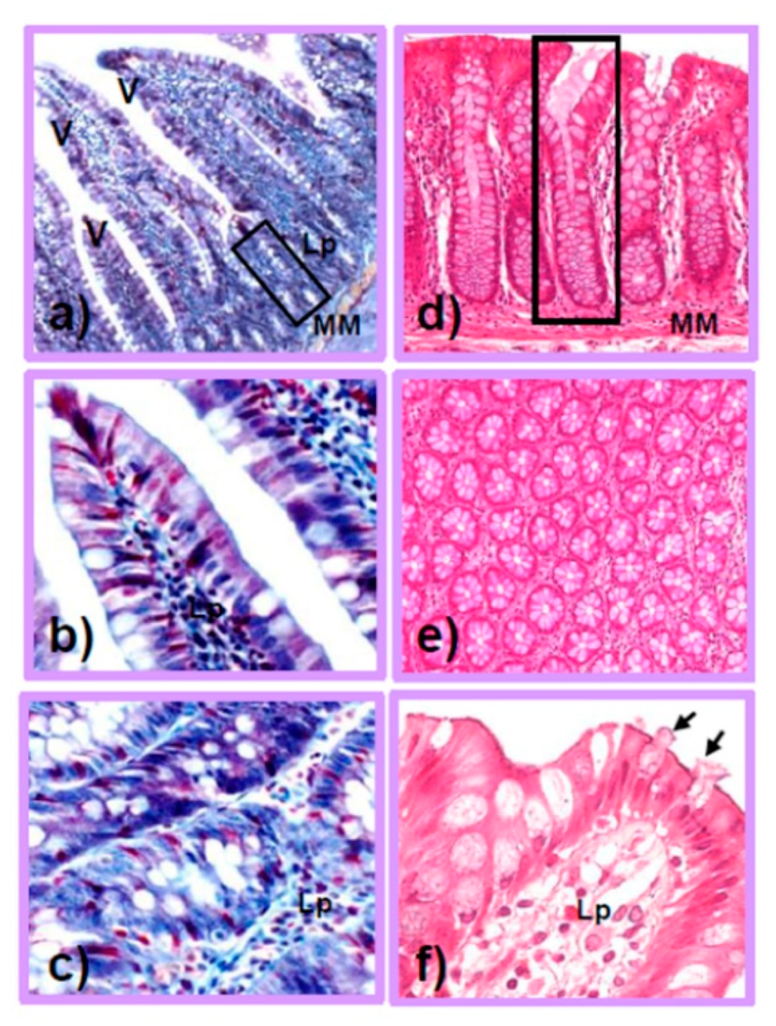 Antioxidants 11 01700 g001