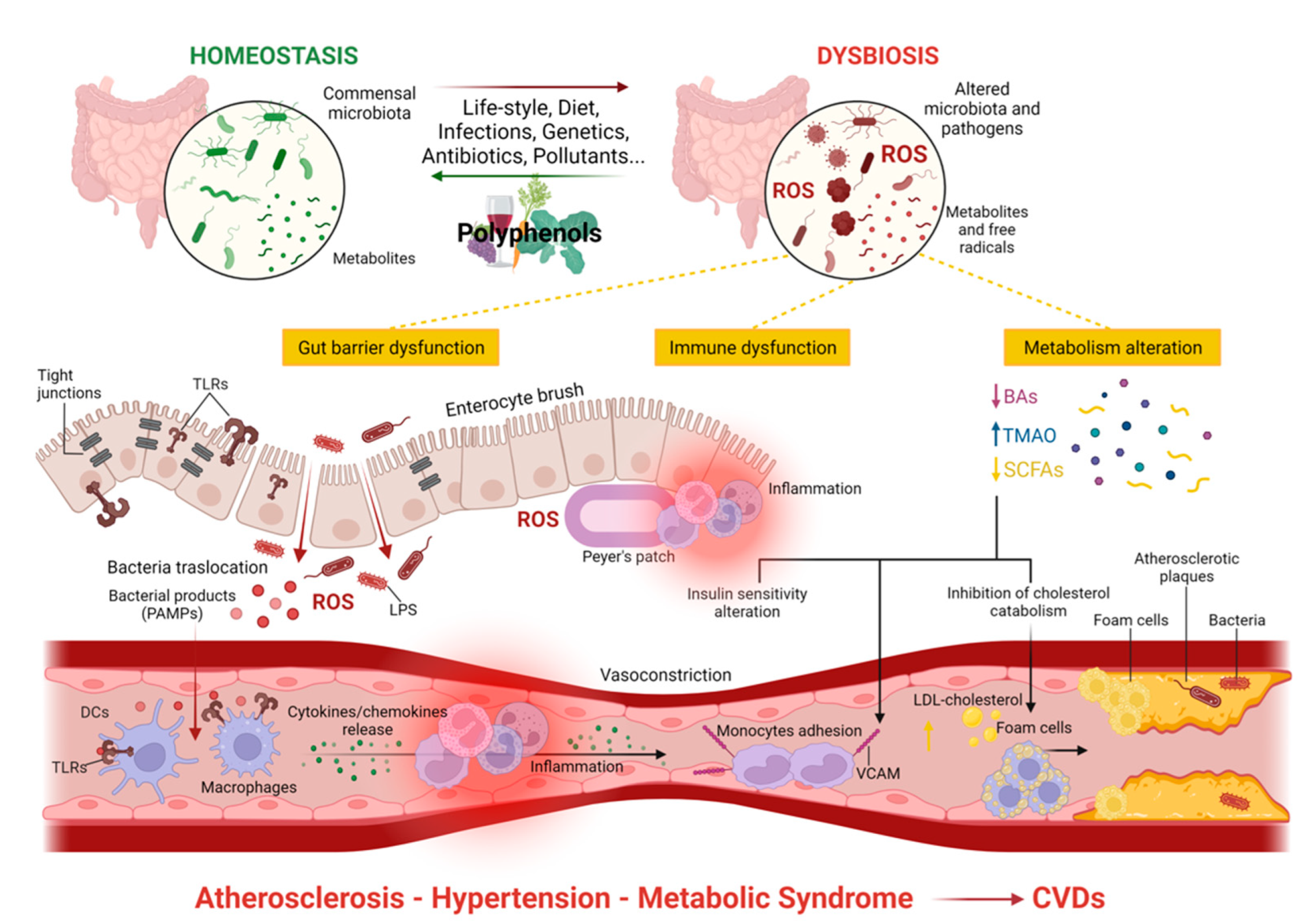 Antioxidants 11 01700 g002
