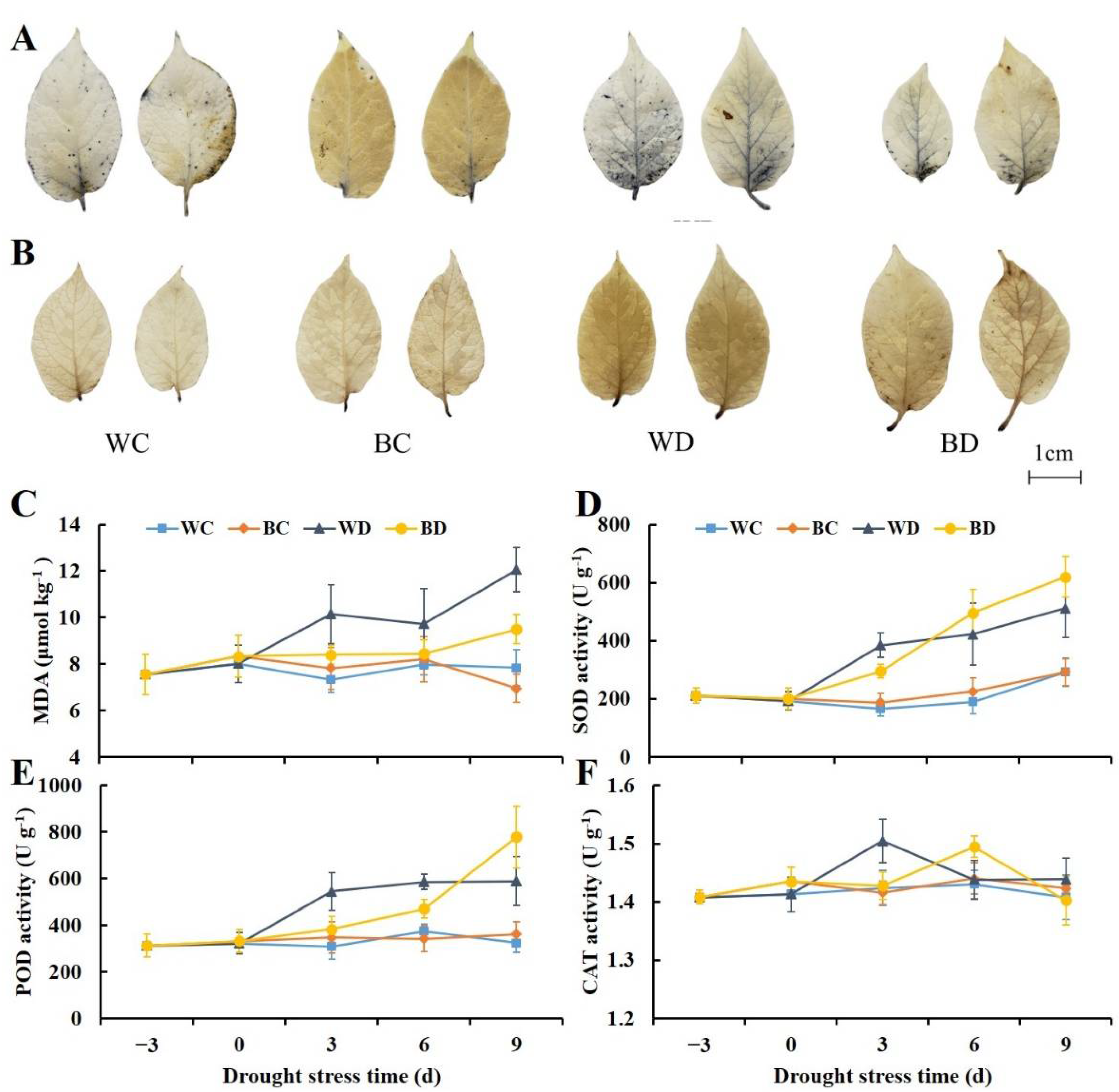 Antioxidants 11 01701 g003