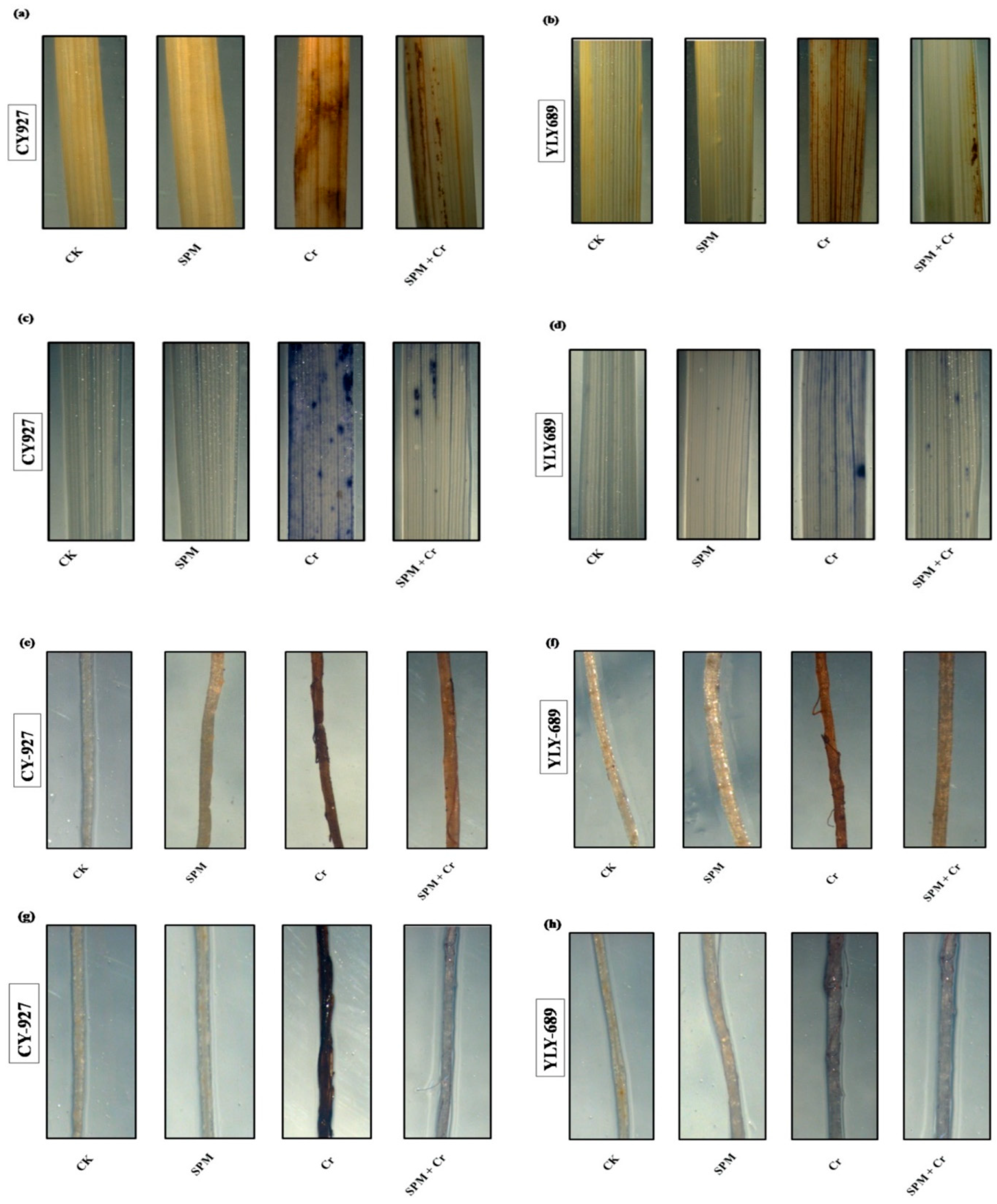 Antioxidants 11 01704 g003